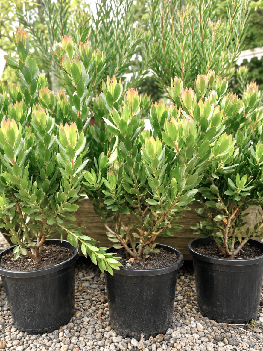 Leucadendron 'Summer Sun' (Conebush) 300mm