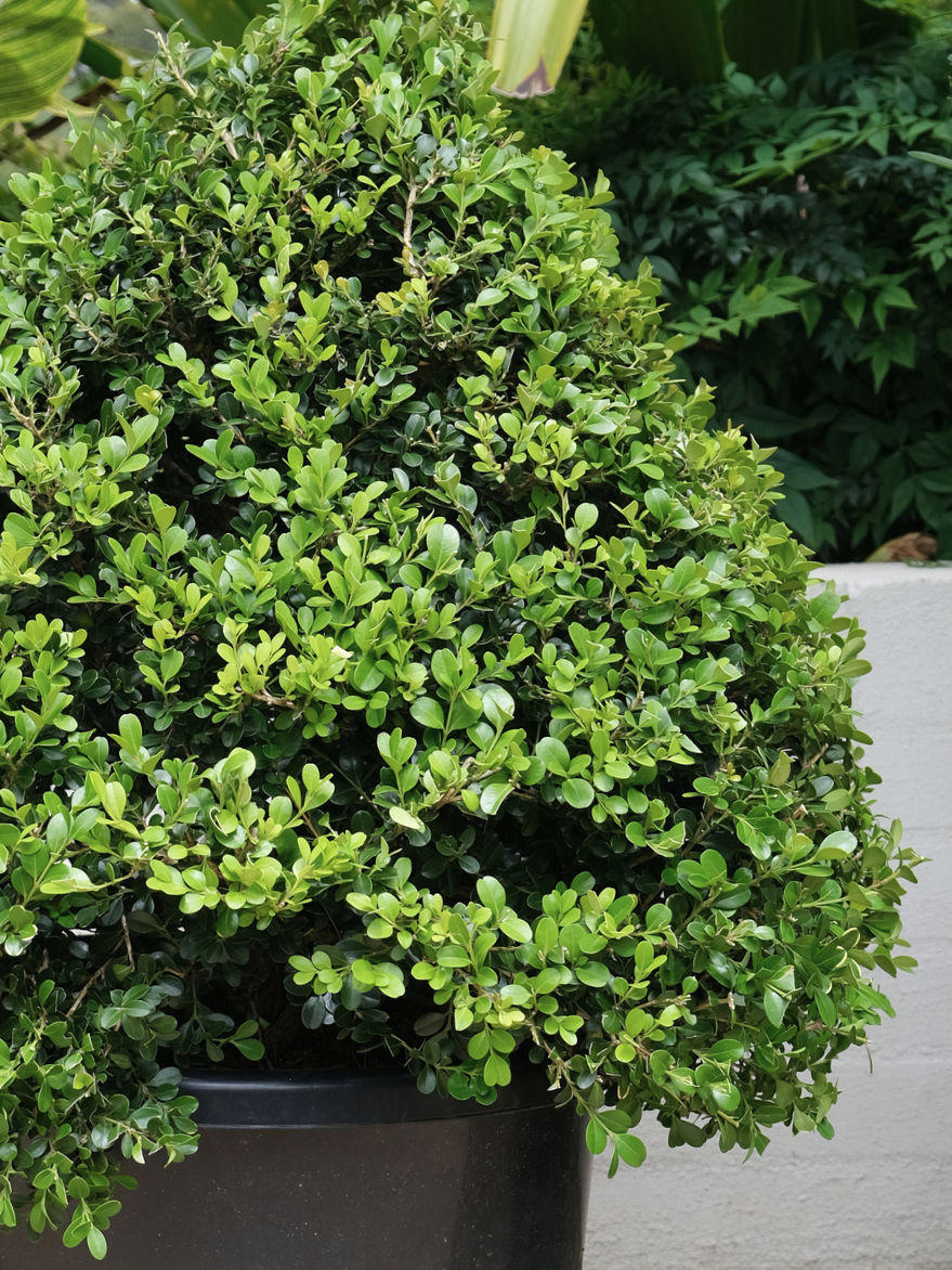 Buxus microphylla (Japanese Box) Cone