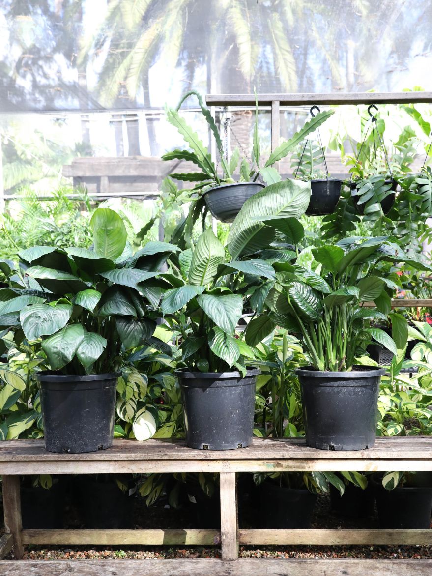 Spathiphyllum sp. (Peace Lily)