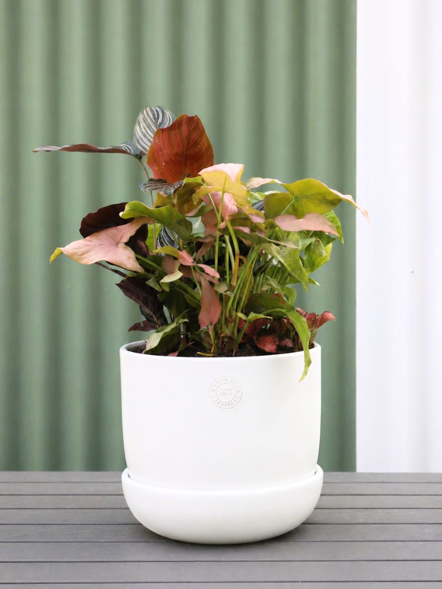 Planted Arrangement 6