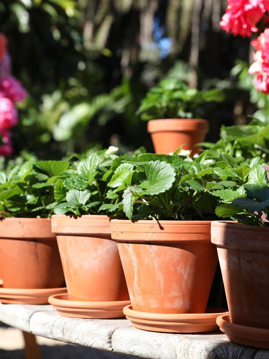 Strawberry in Terracotta Pot with Saucer