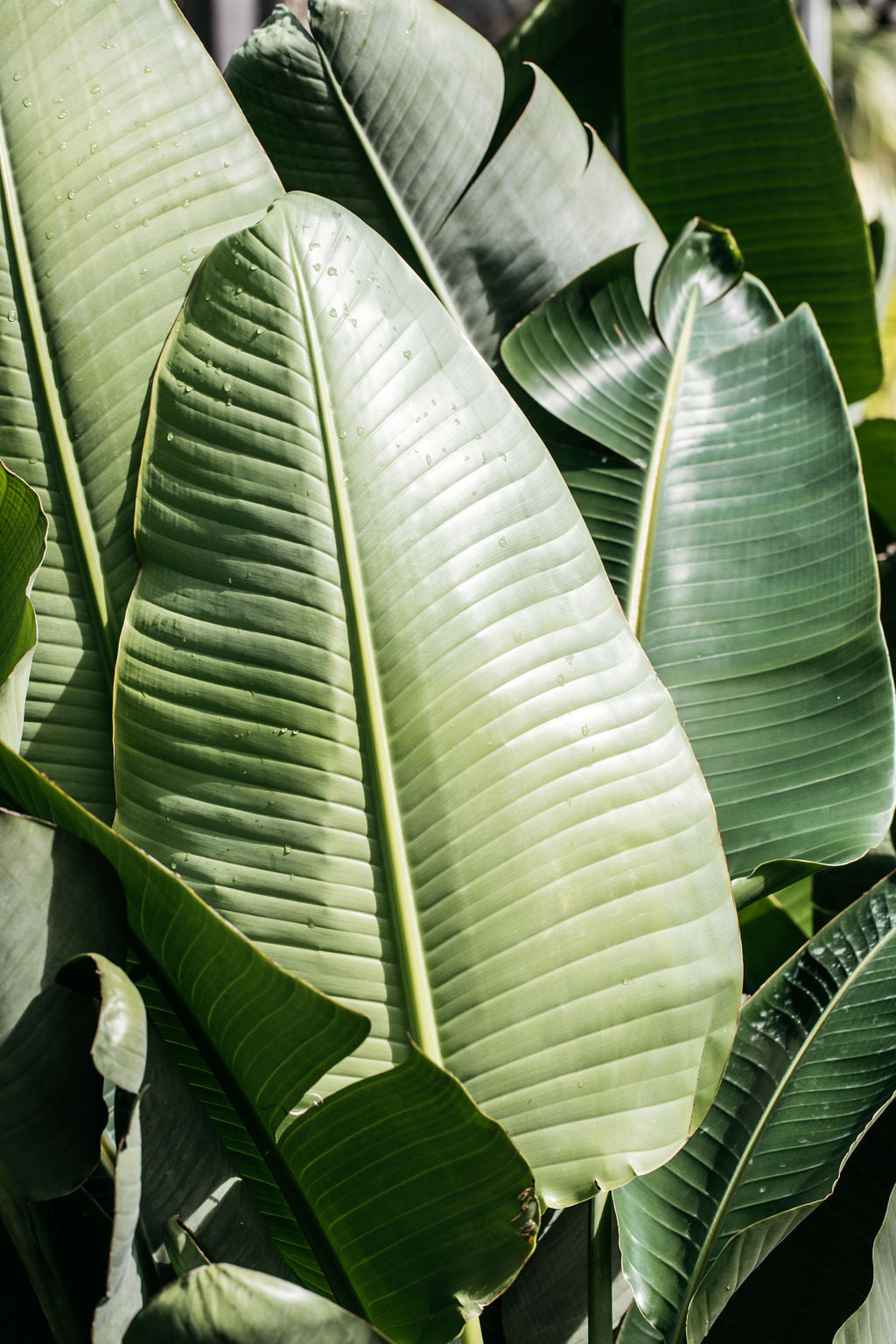 Giant Bird of Paradise (Strelitzia nicolai)