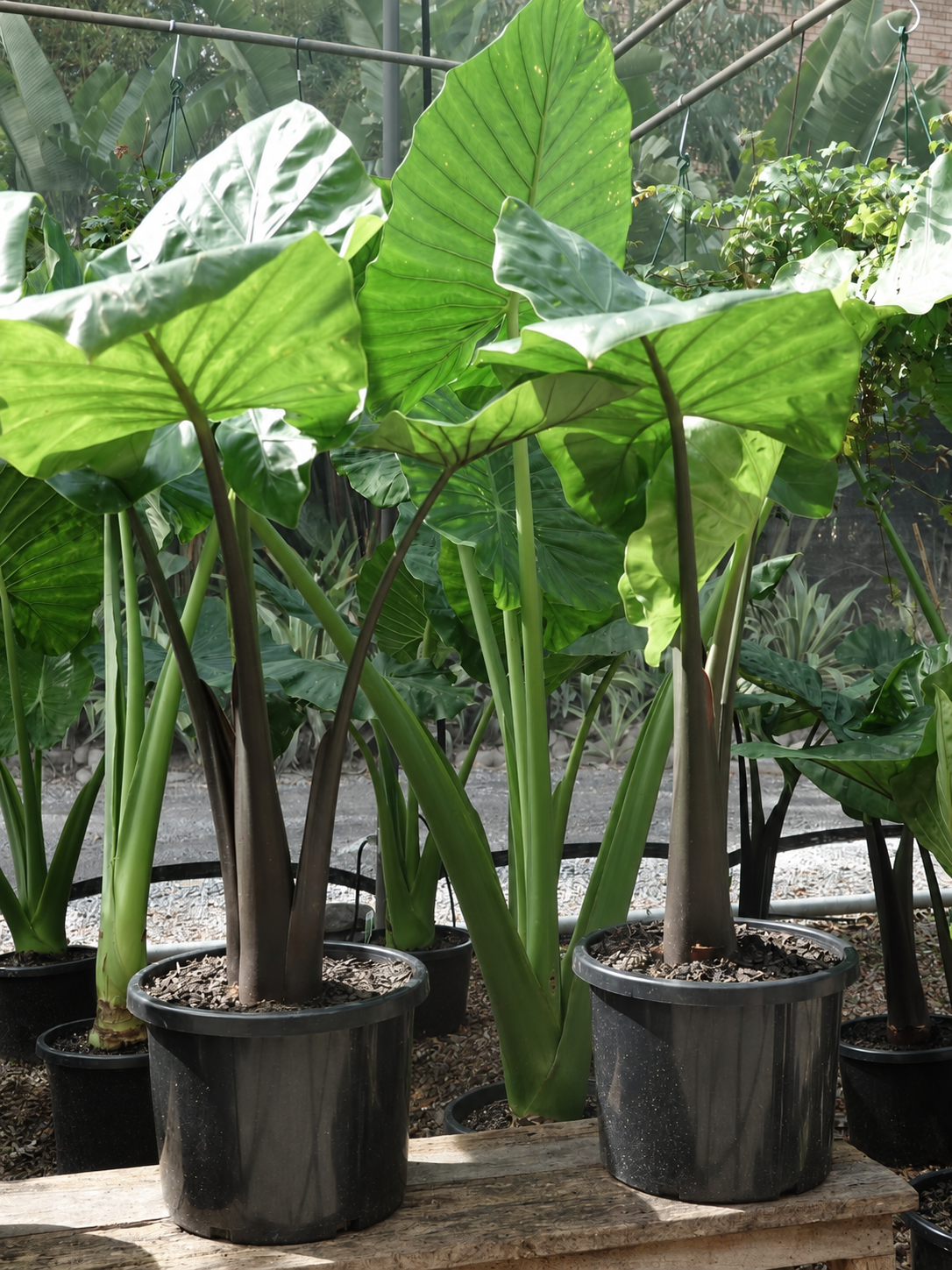 Alocasia 'Dark Star' (Elephant Ear)