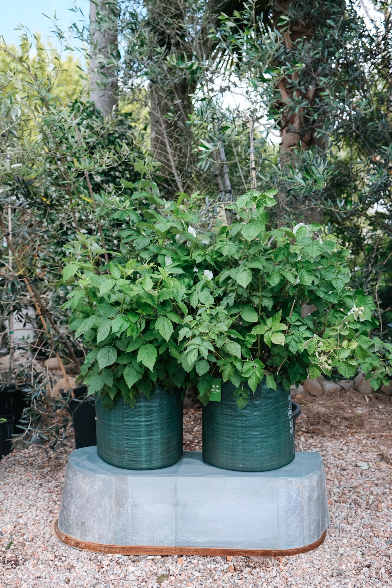 Rubus (Raspberry) 45L