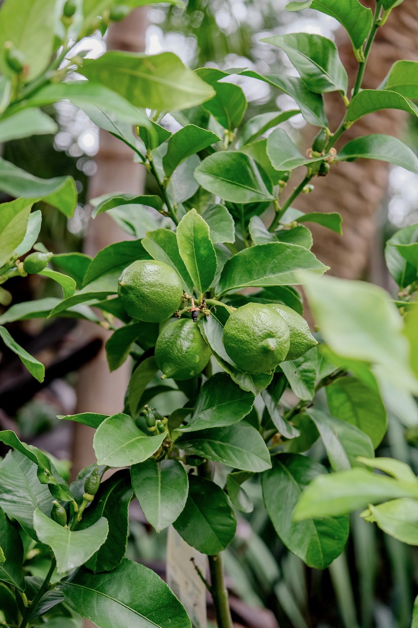Citrus aurantifolia (Tahitian Lime Tree)