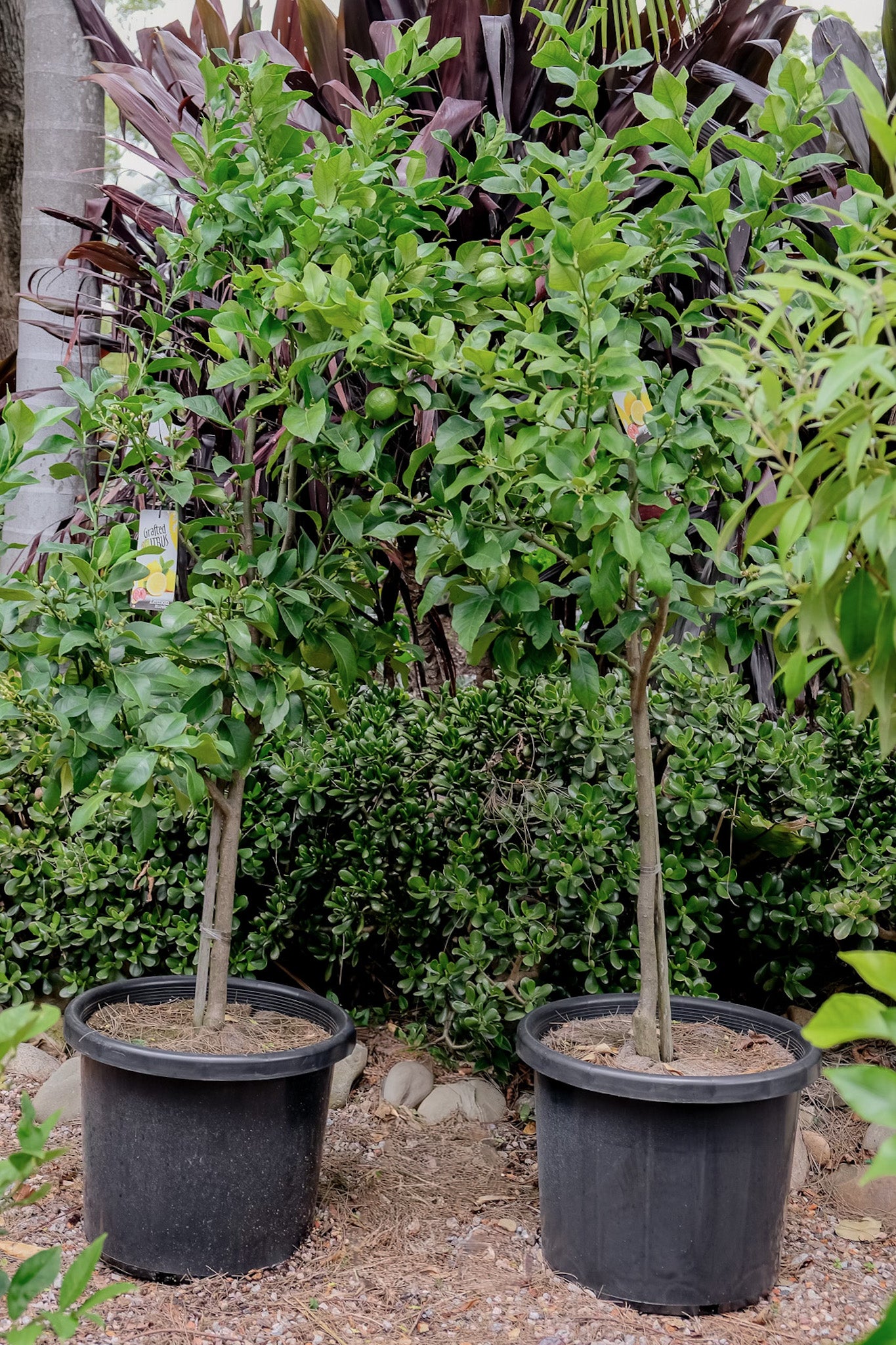 Citrus aurantifolia (Tahitian Lime Tree)