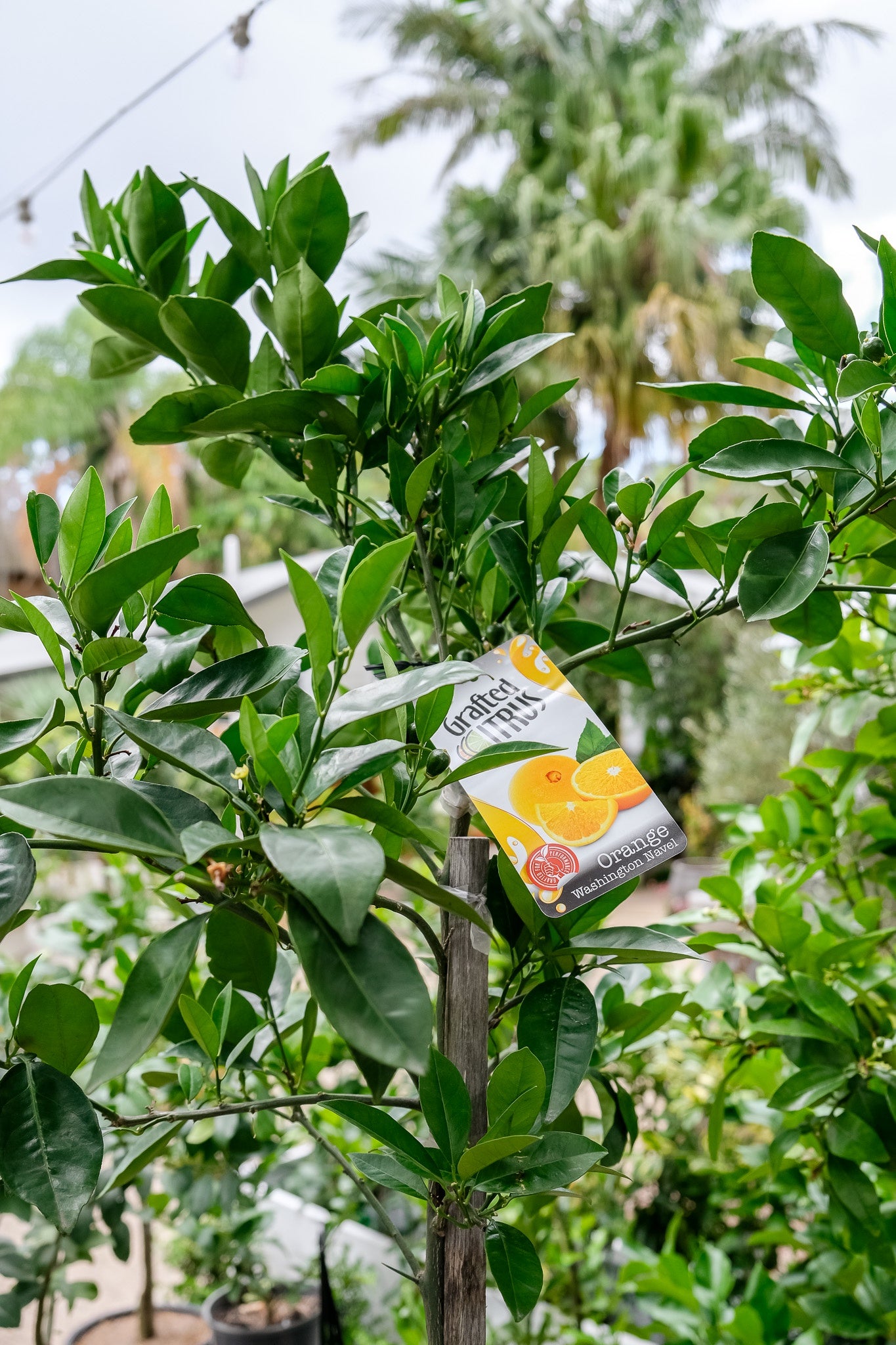 Citrus Washington Navel Orange (Orange Tree)