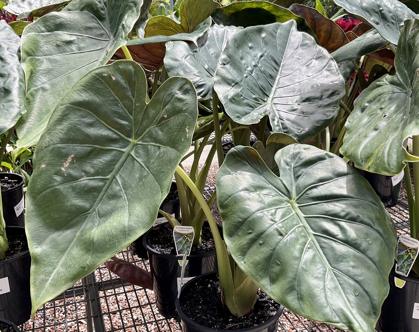 Alocasia wentii (New Guinea Shield)