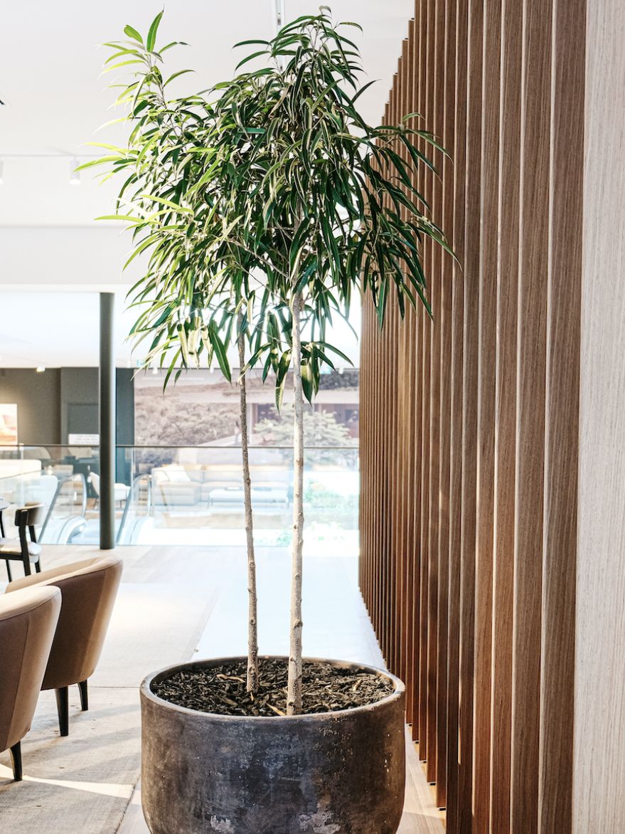 Ficus longifolia (Narrow Leaf Fig)