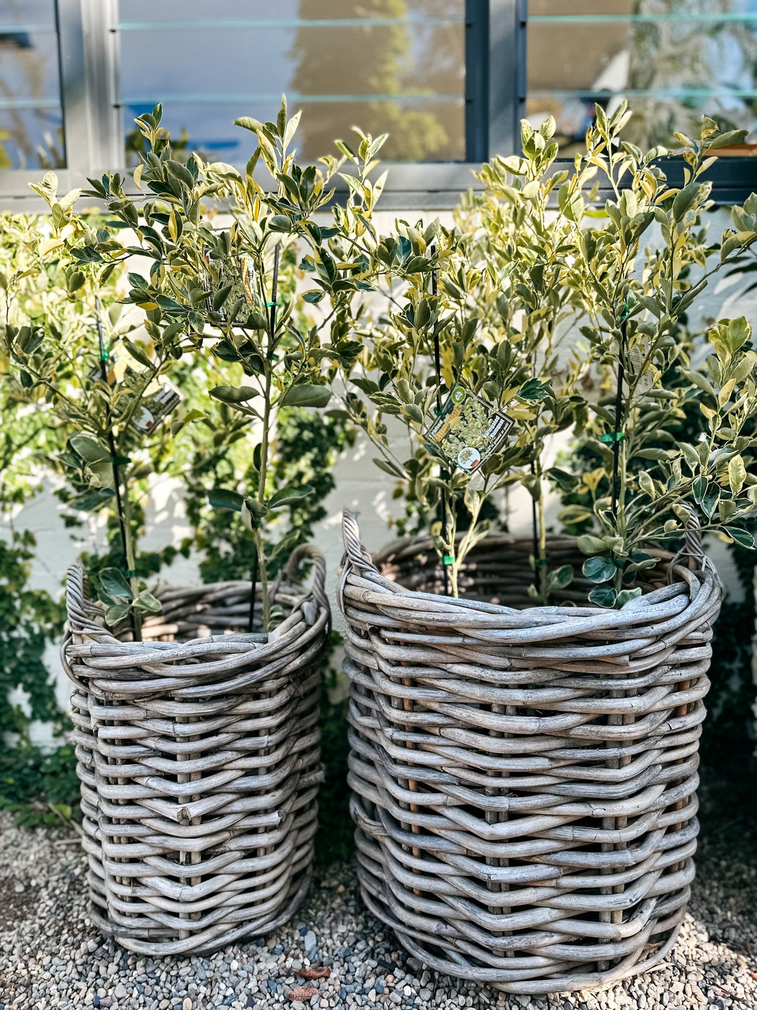 Cumquat variegated 5L