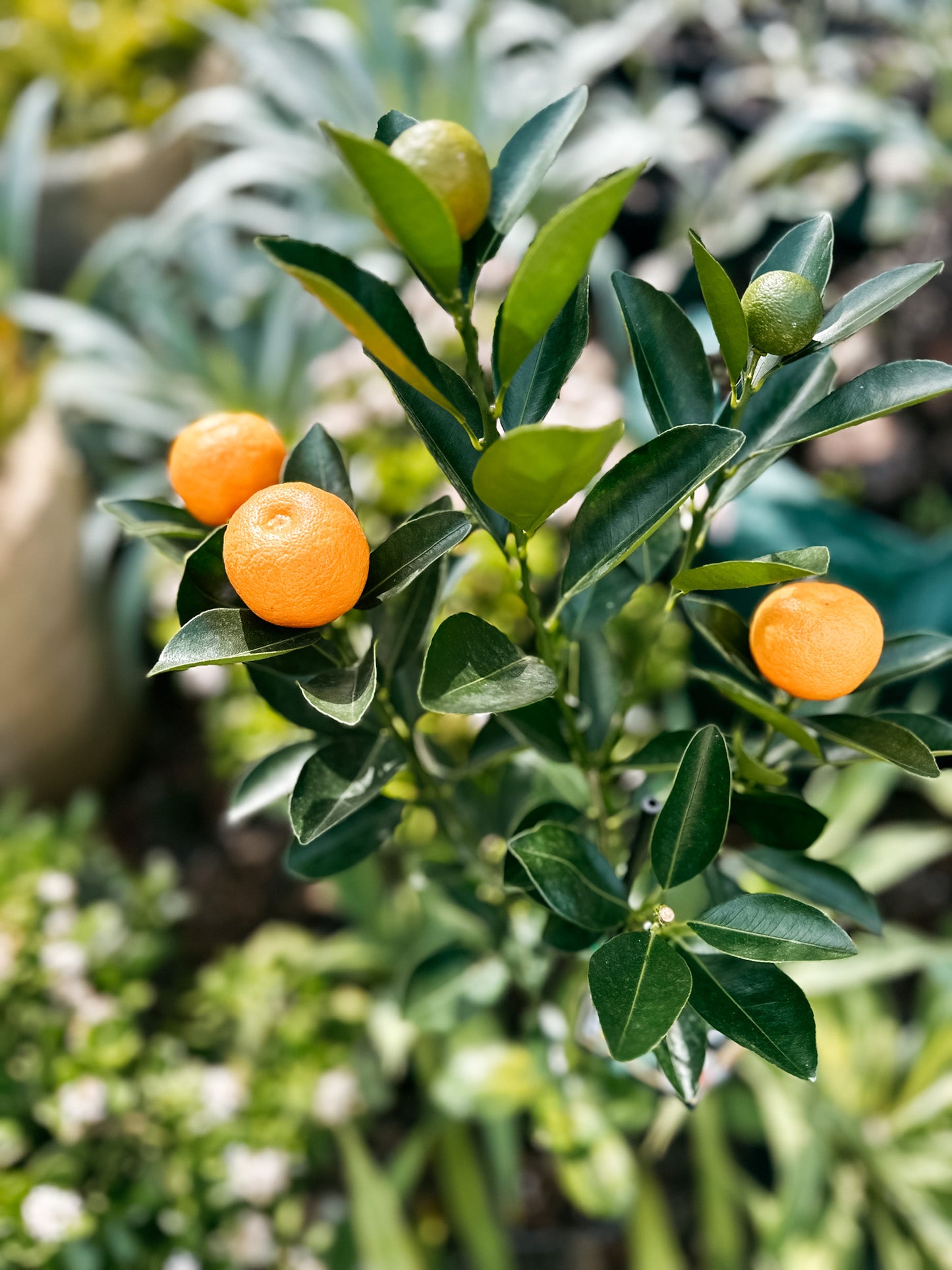 Cumquat calamondin 5L