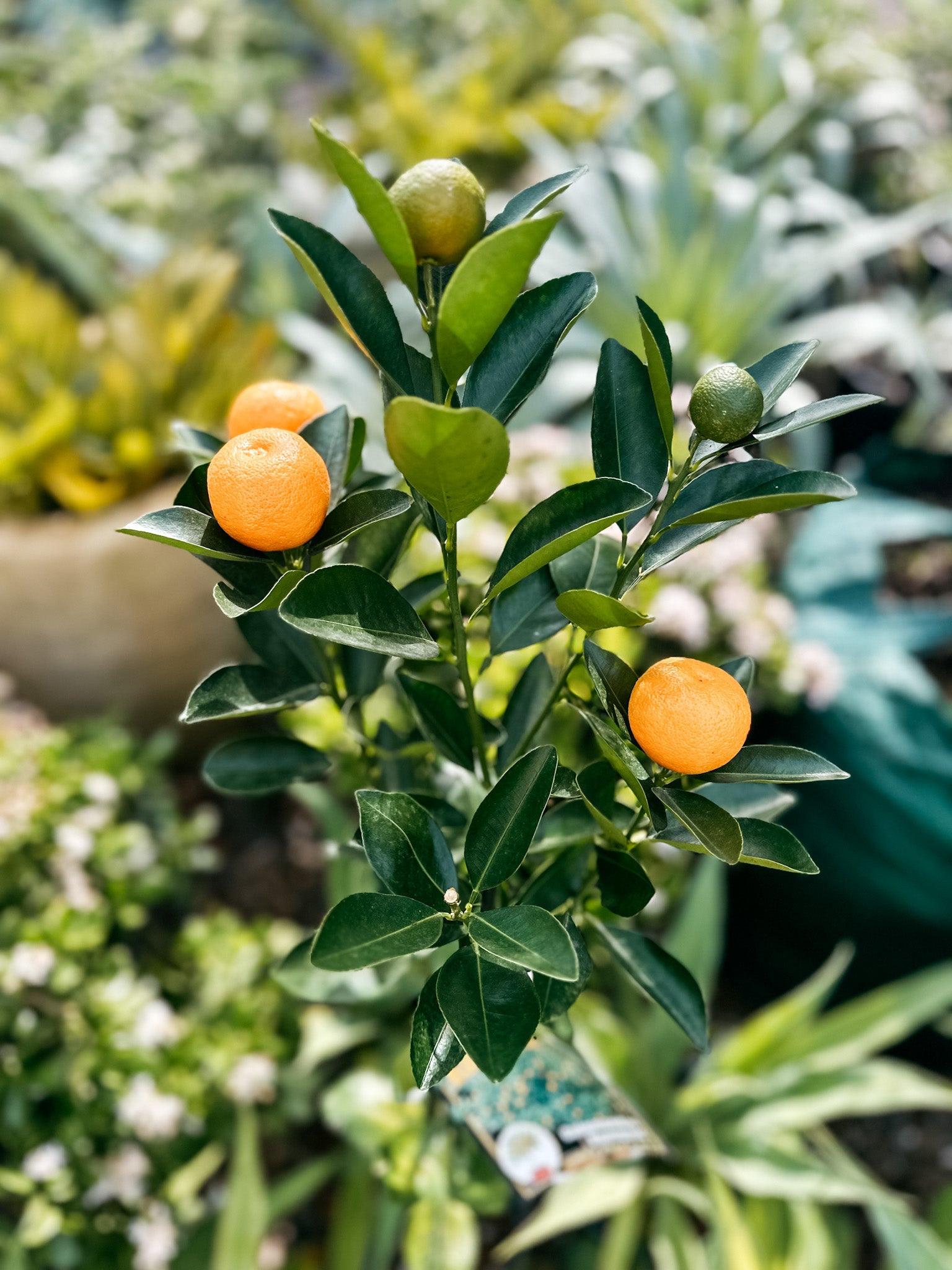 Cumquat calamondin 5L