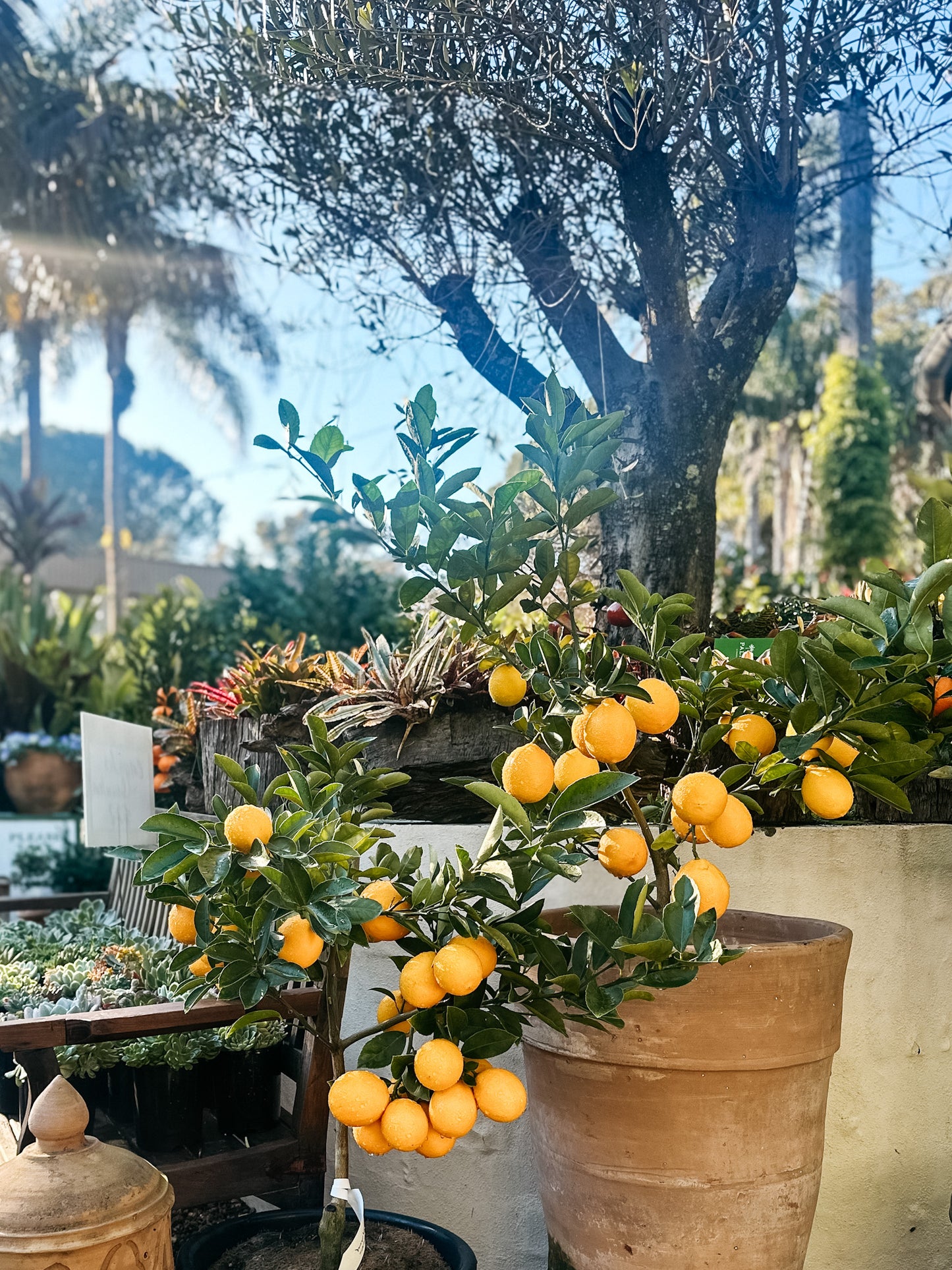 Citrus limon 'Lemonicious' Dwarf (Dwarf Lemon)