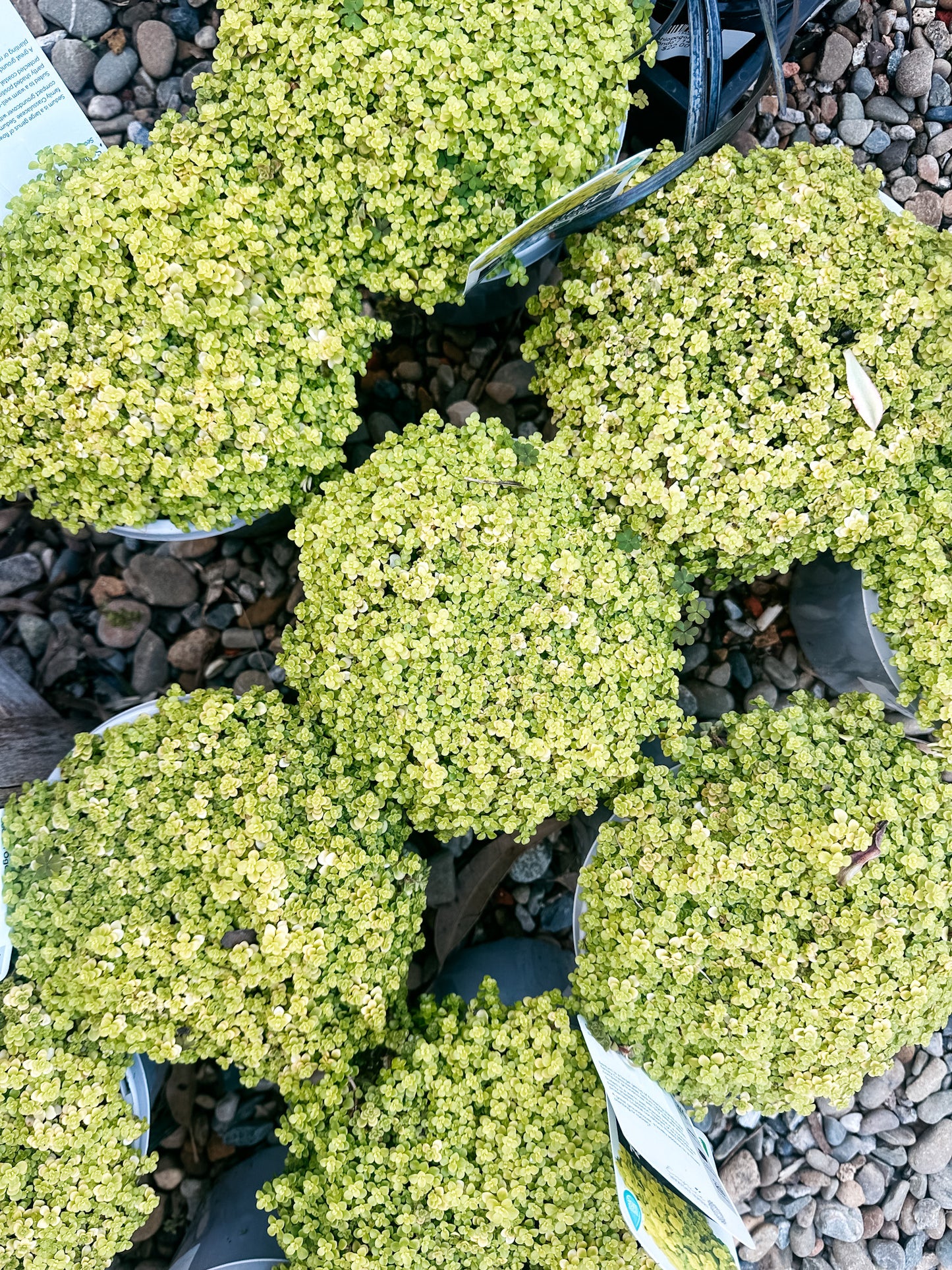 Sedum 150mm