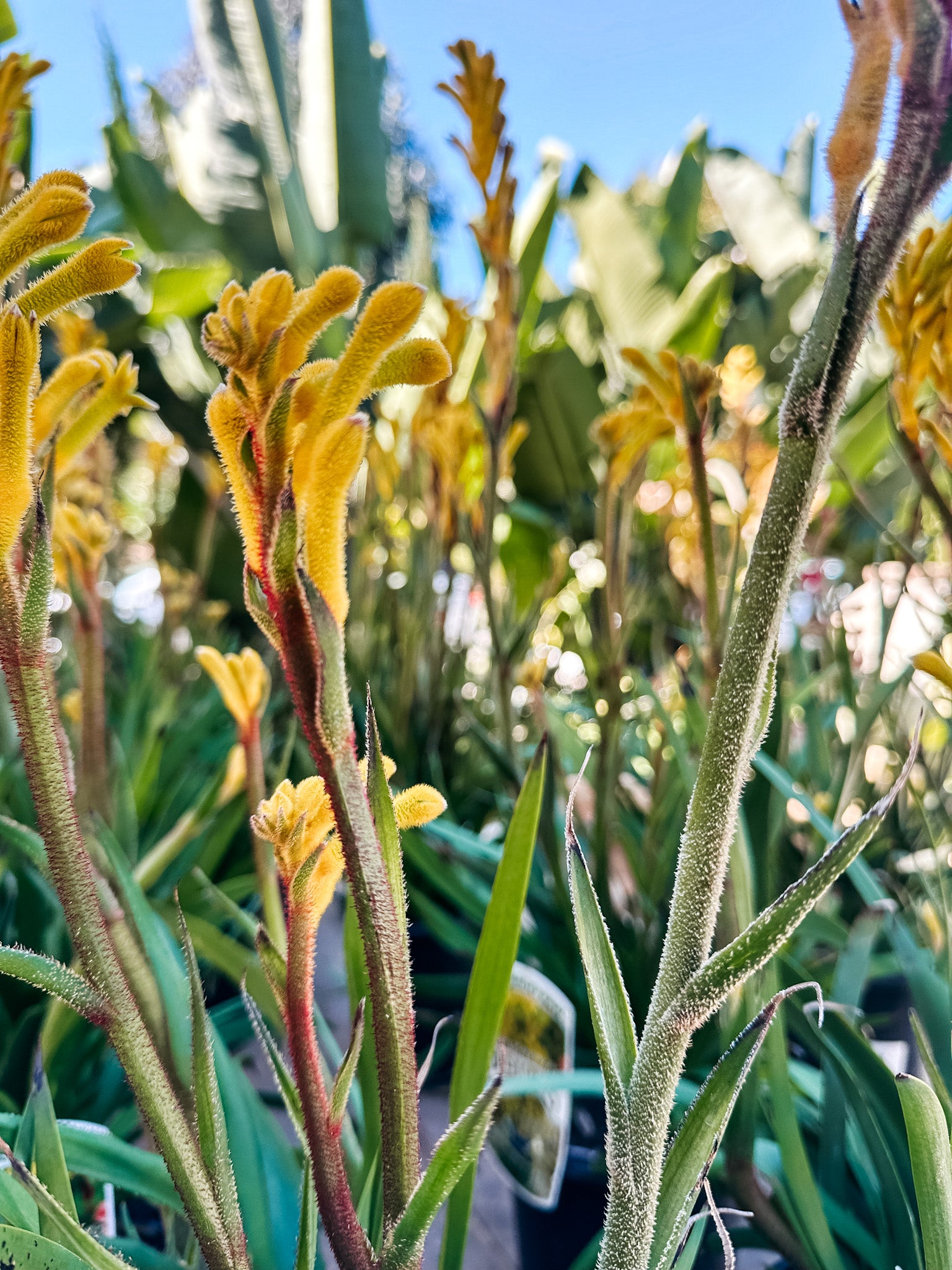 Kangaroo Paw  'Bush Bonanza' (Anigozanthos)