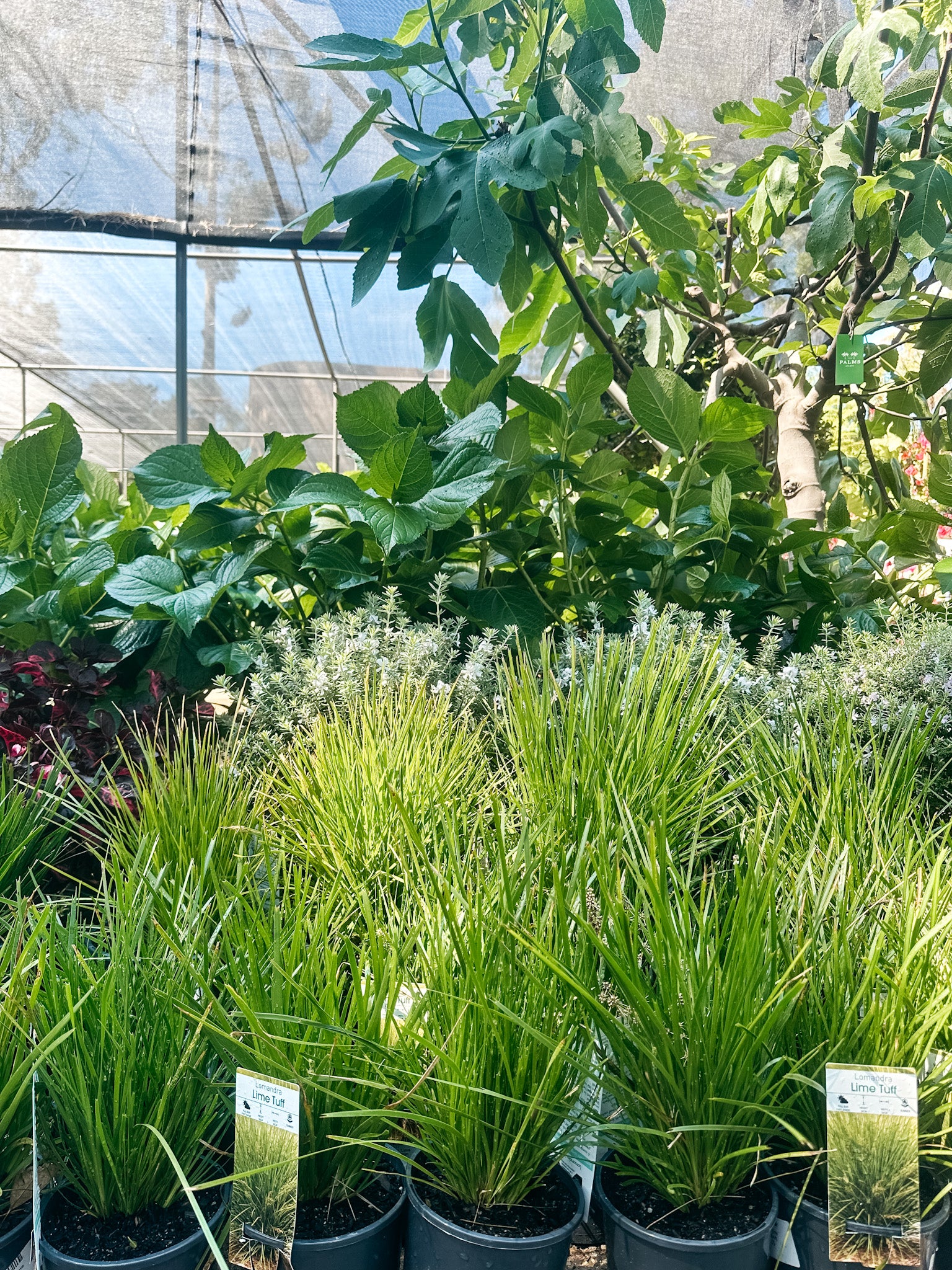 Lomandra 'Lime Tuff'