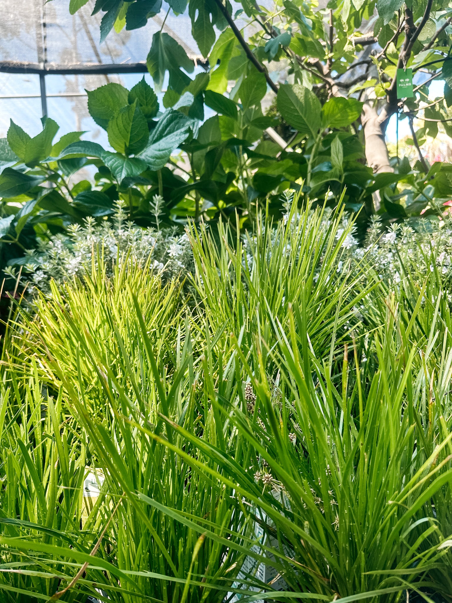 Lomandra 'Lime Tuff'