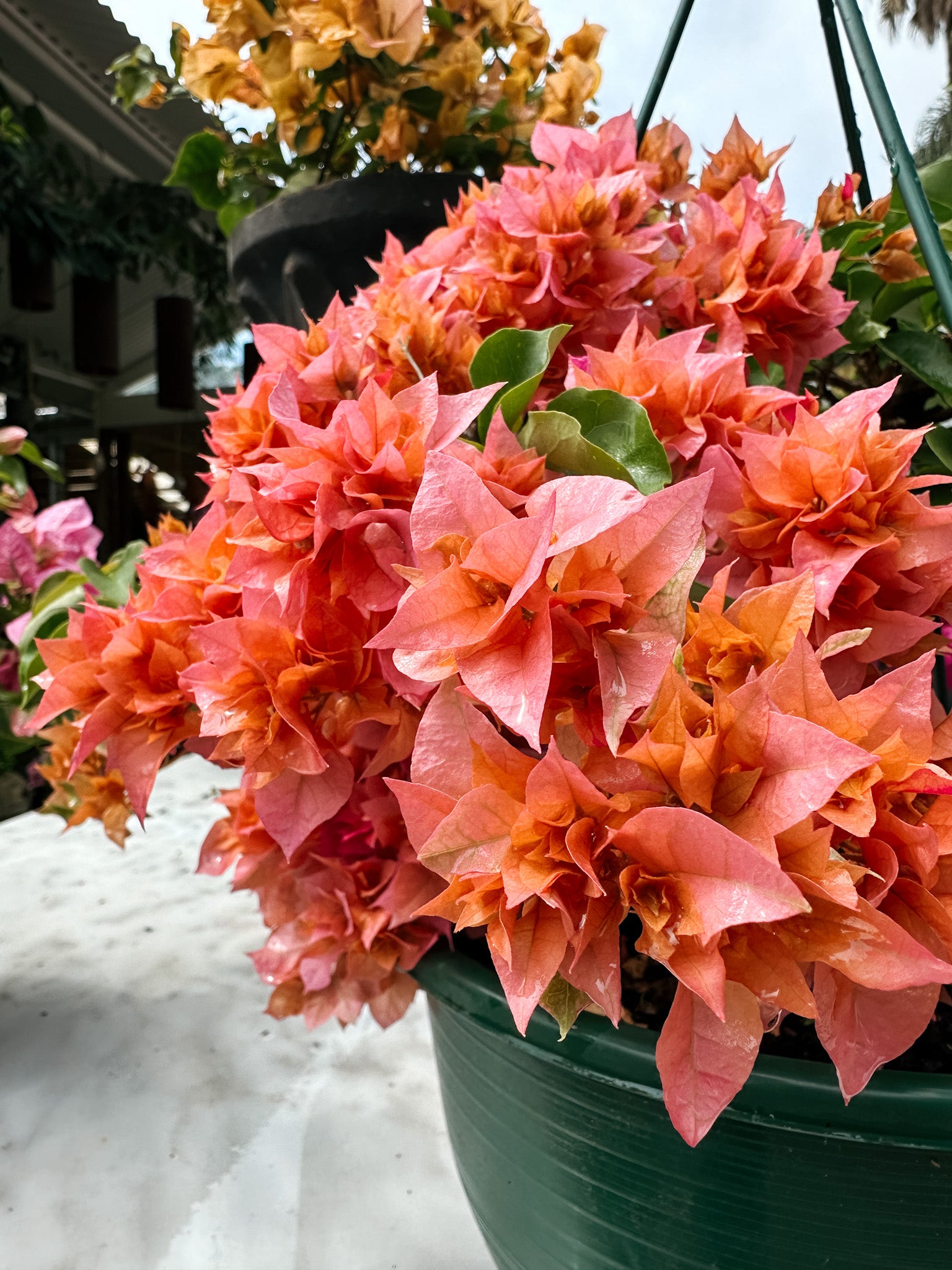 Bougainvillea