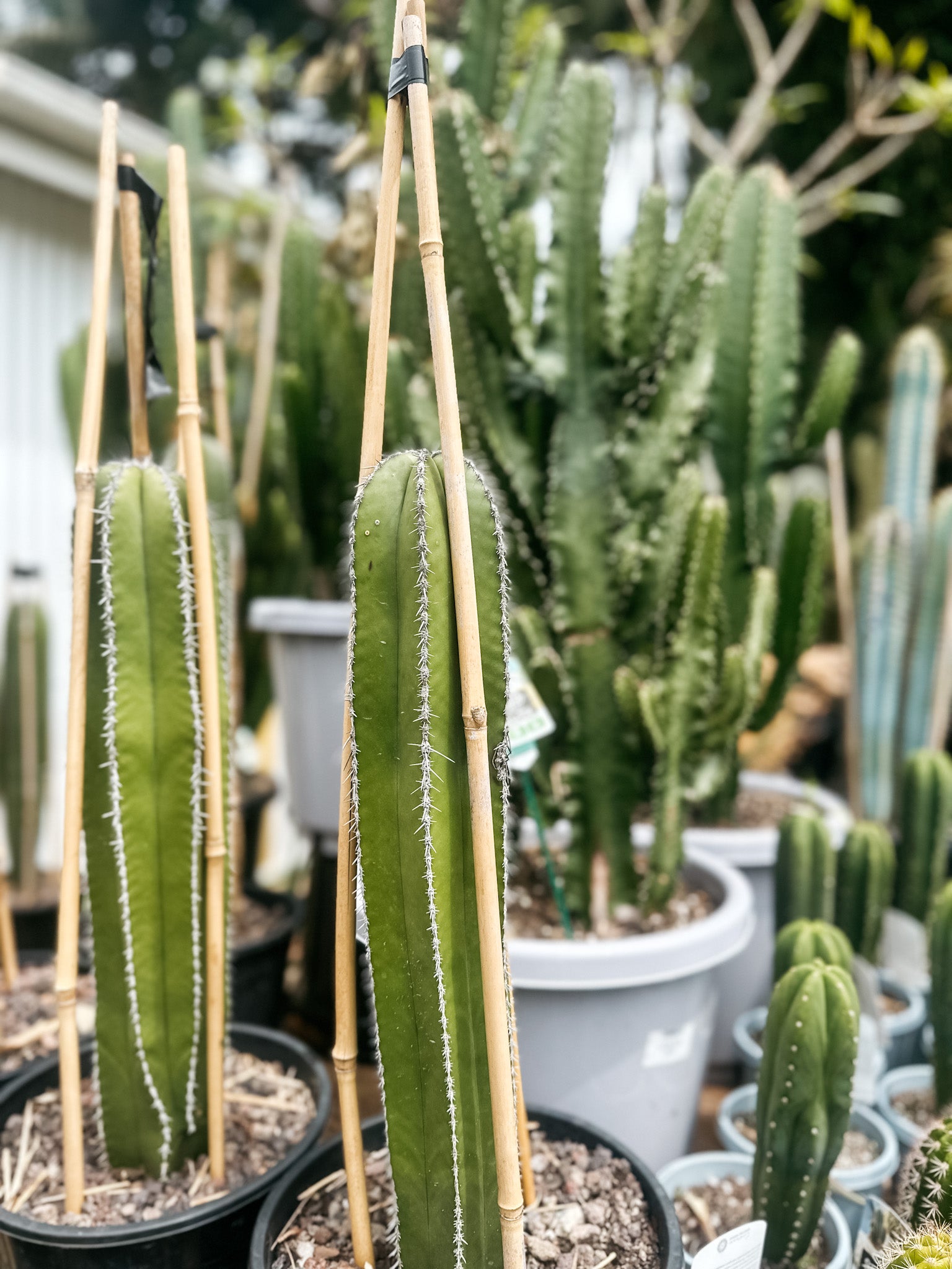 Pachycereus marginatus