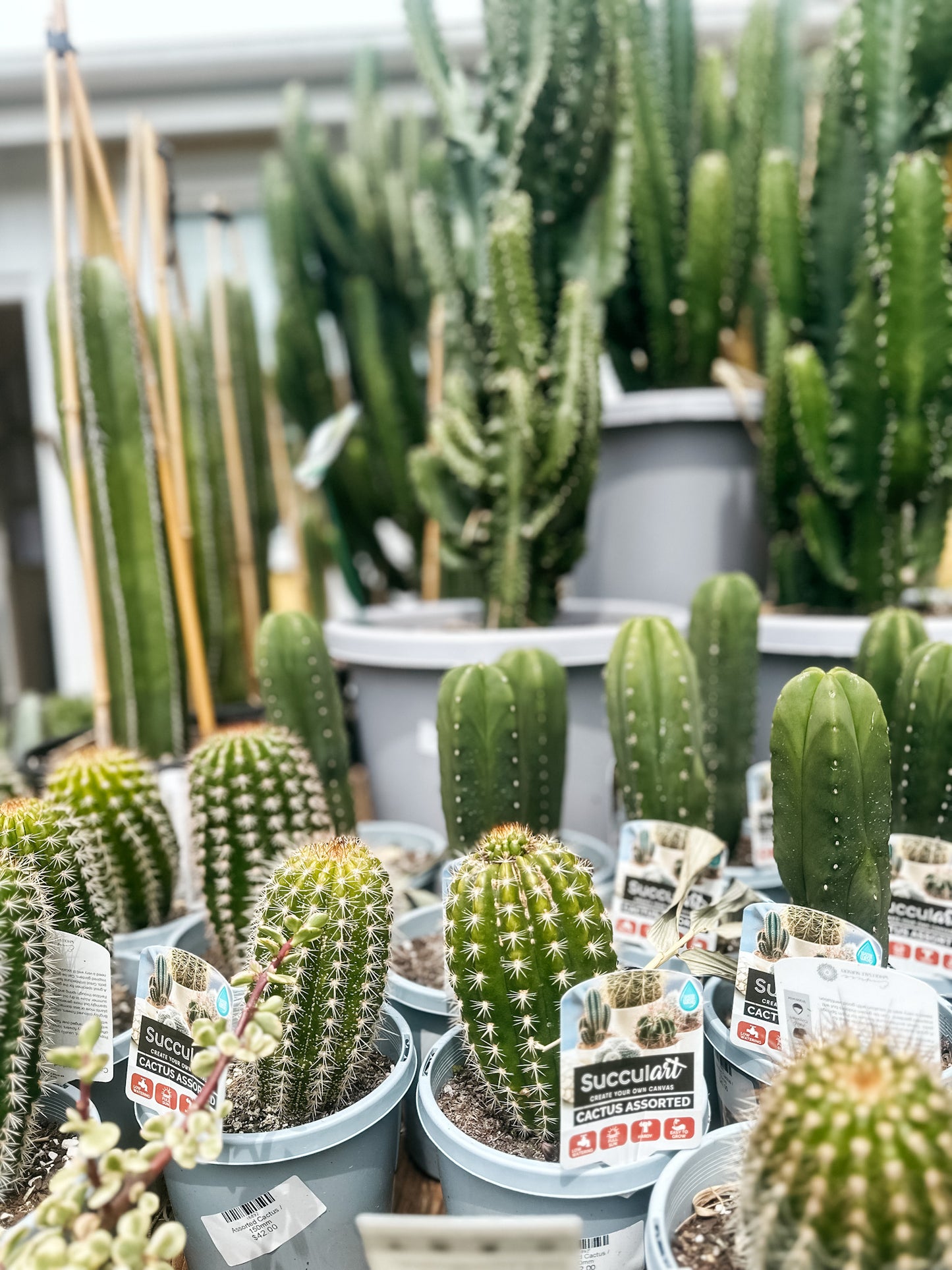 Assorted Cactus