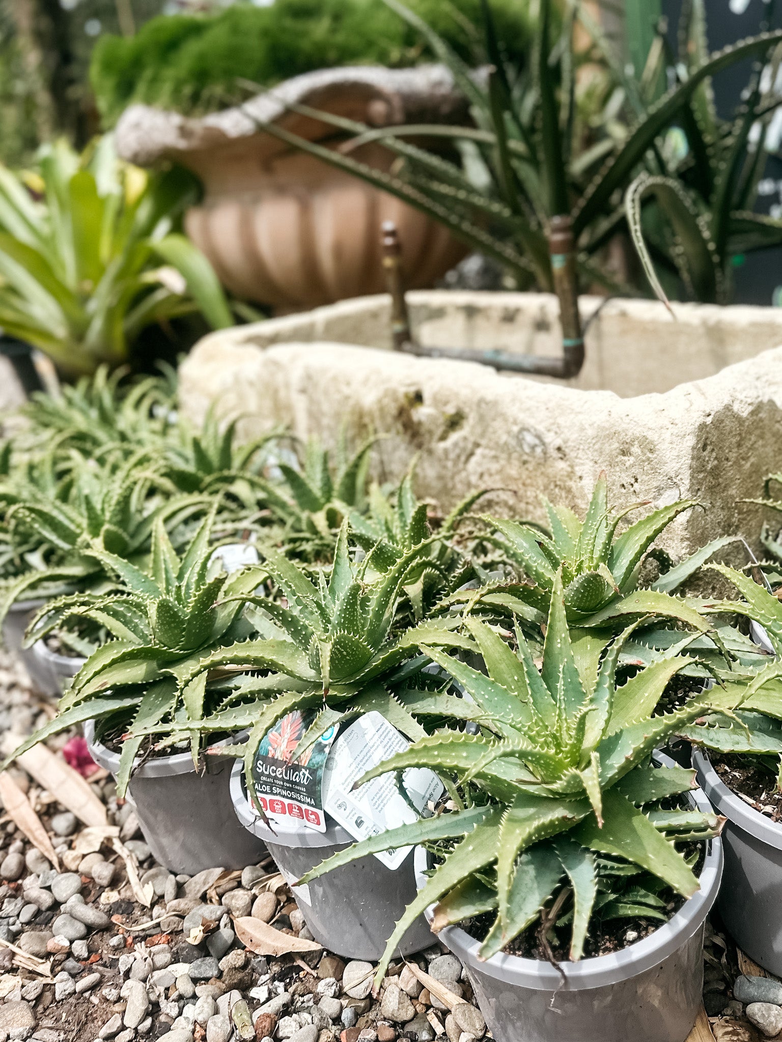 aloe spider plant Aloe spinosissima (Spider Aloe) – The Palms Sydney