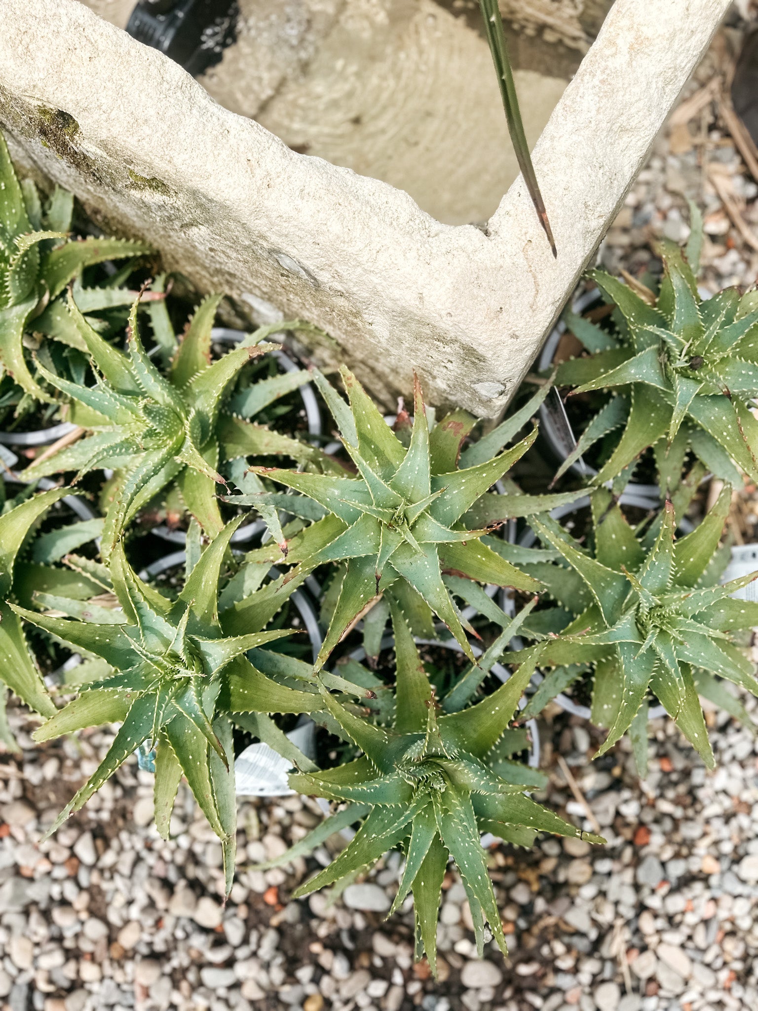 Aloe Spinosissima