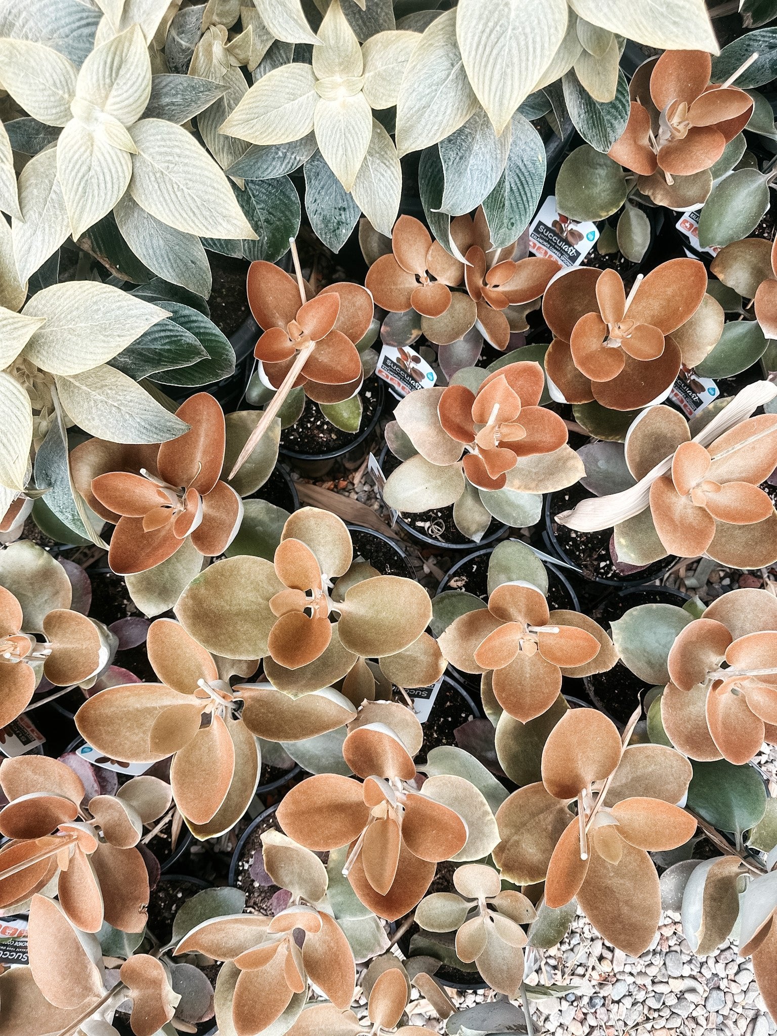 Copper Spoons Succulent (Kalanchoe orgyalis)