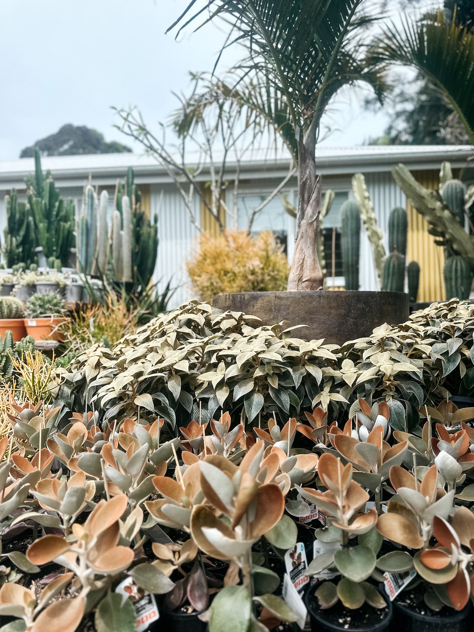 Copper Spoons Succulent (Kalanchoe orgyalis)