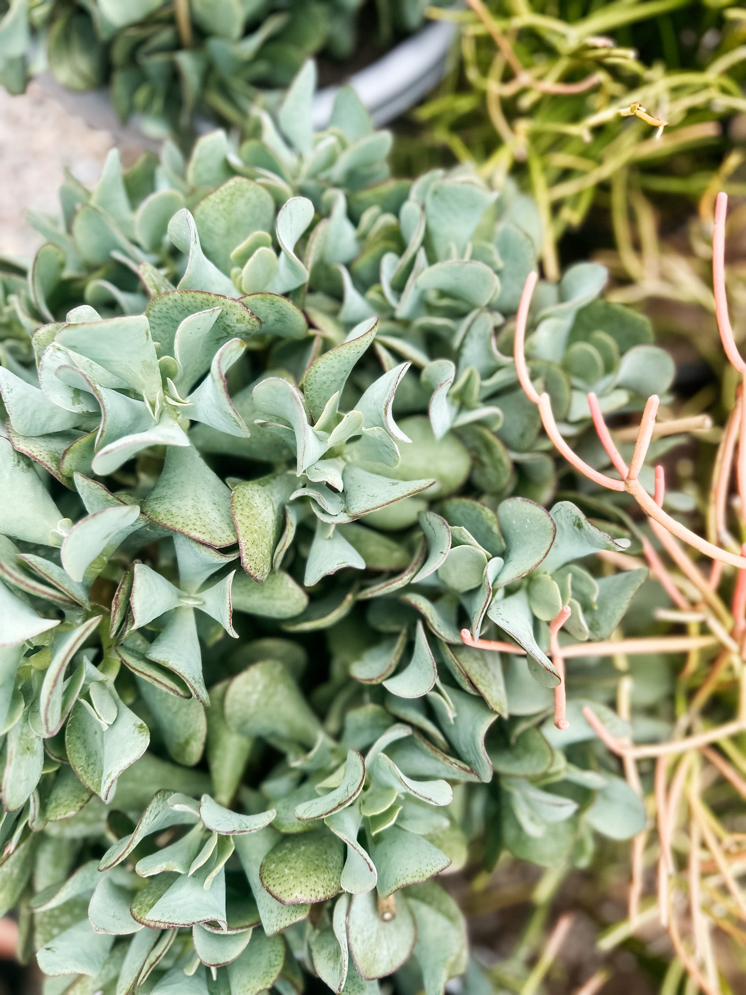 Crassula Succulent 'Bluebird'