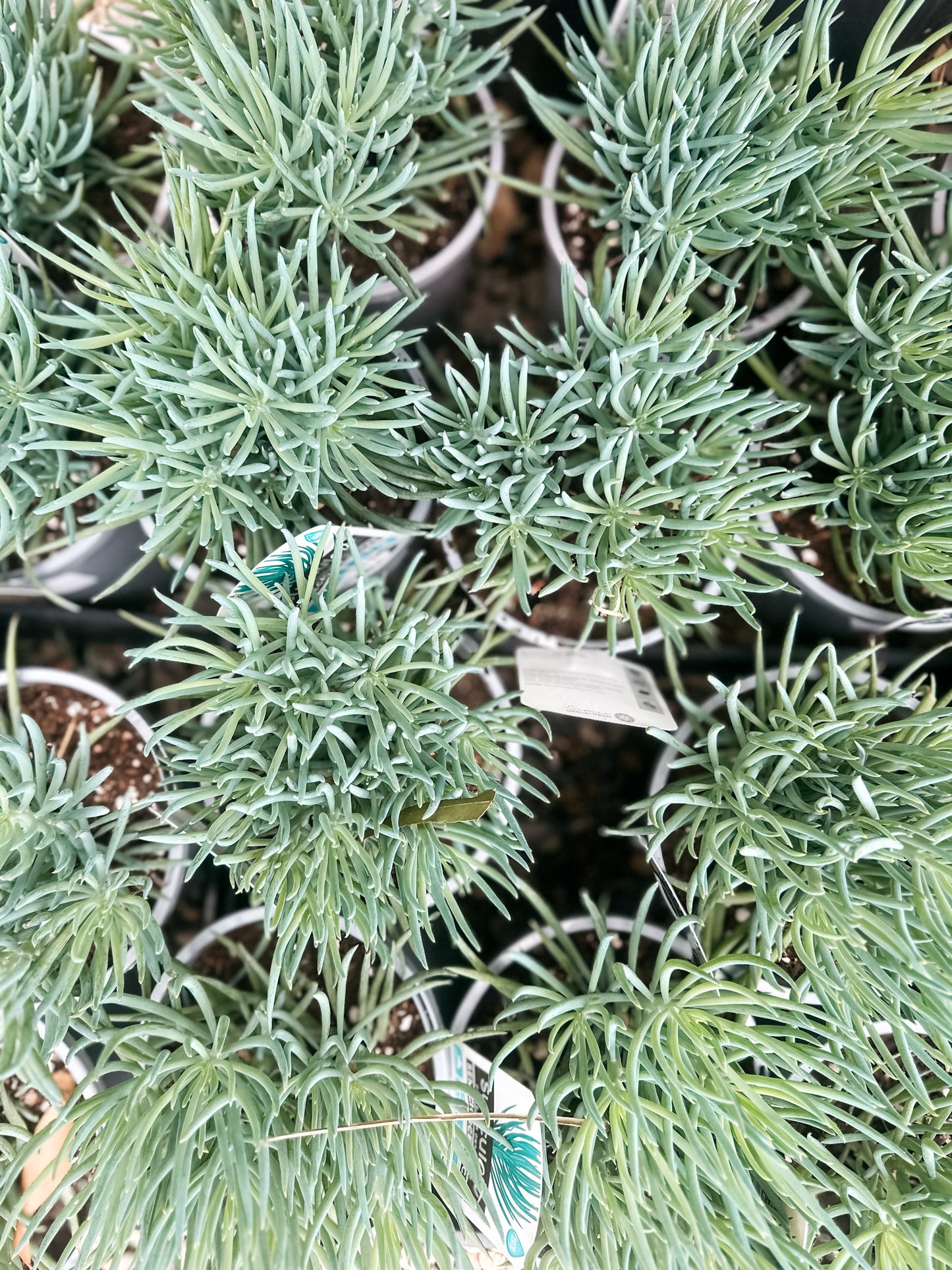 Senecio Ice Sticks