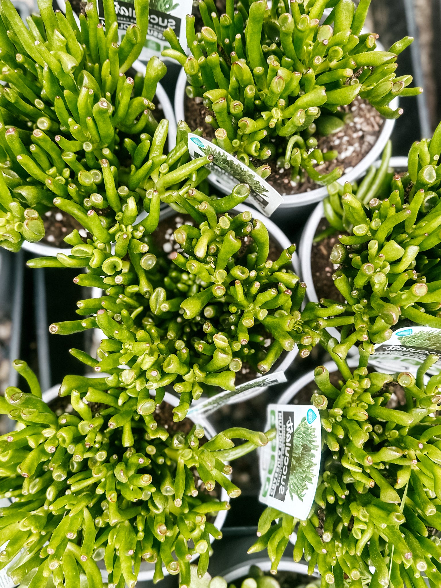 succulent plants sydney Crassula Succulent 'Gollum'