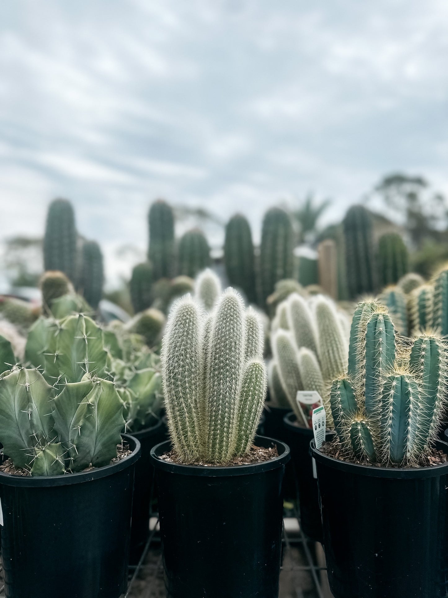 Assorted Cactus