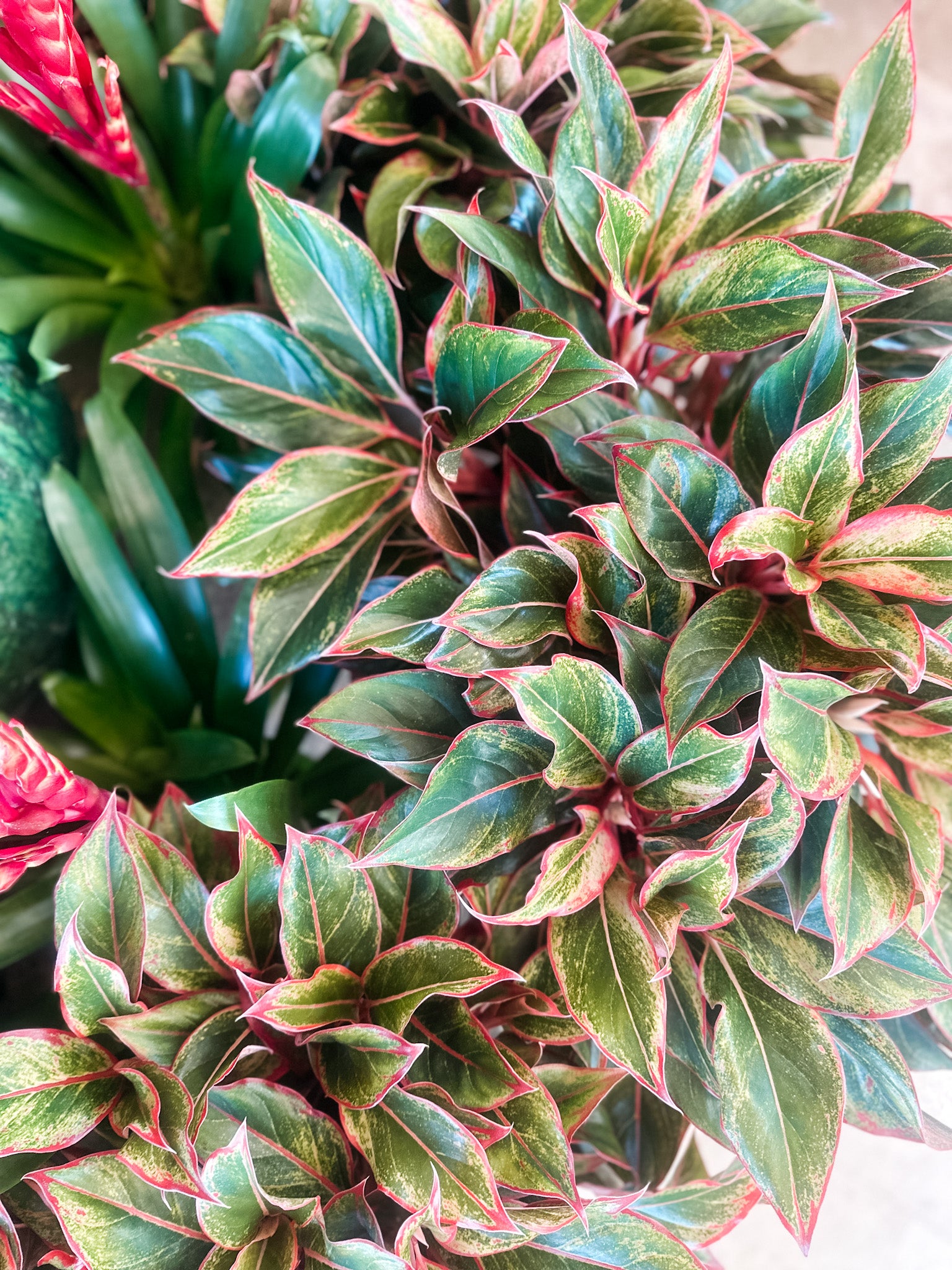 Aglaonema Red Gold