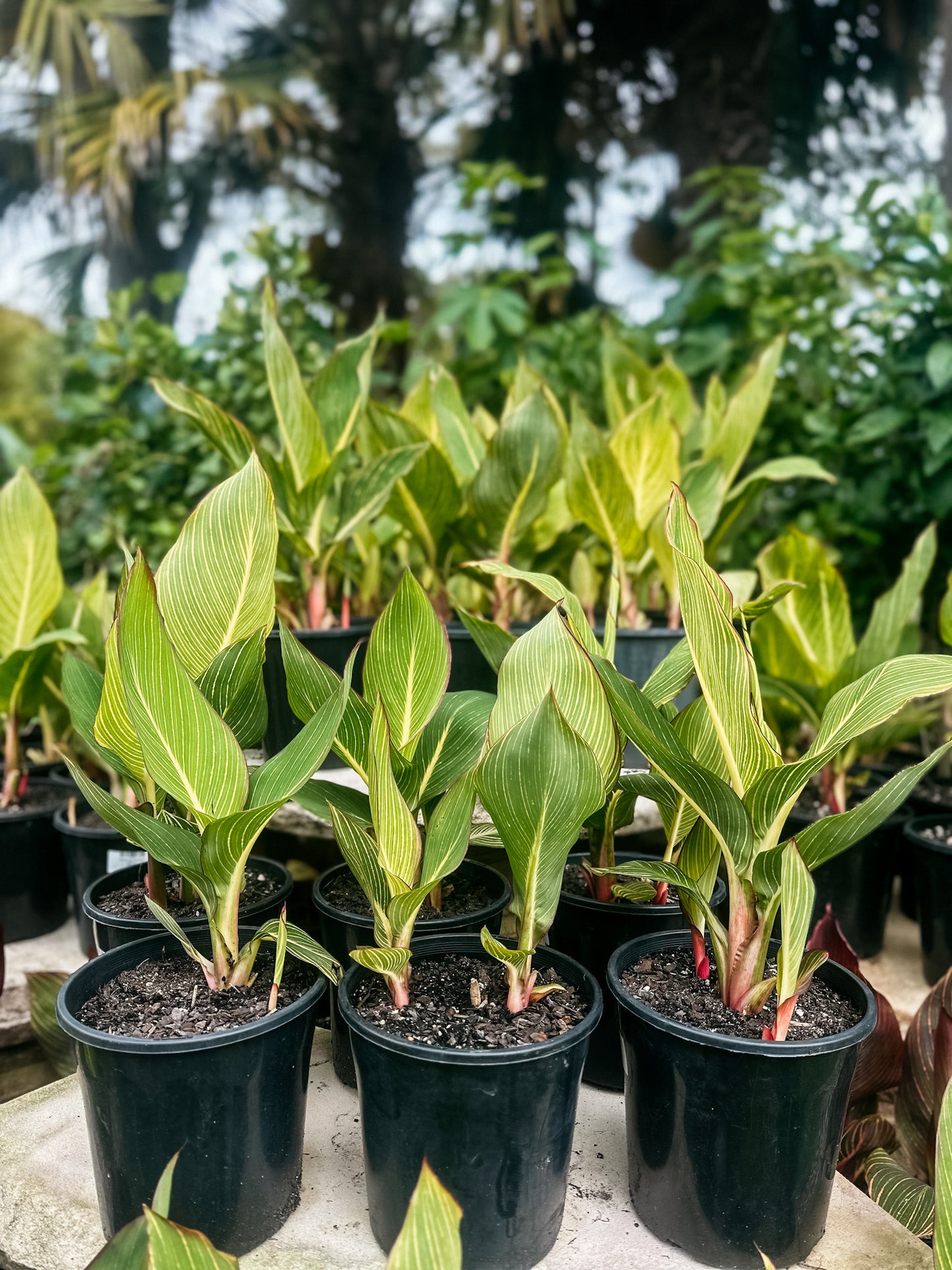 Canna Lily 'Pretoria'