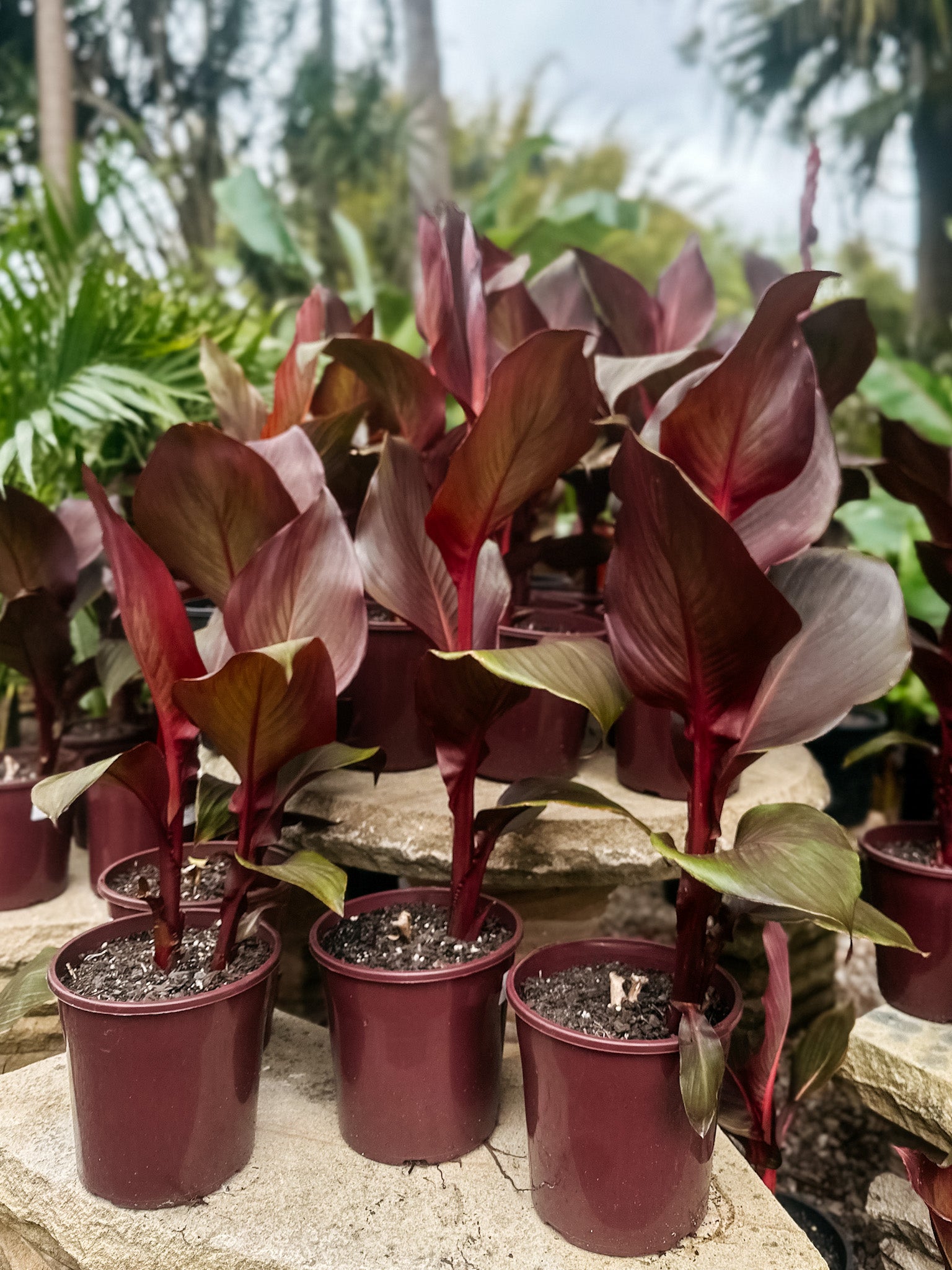 Canna Lily 'Australia'