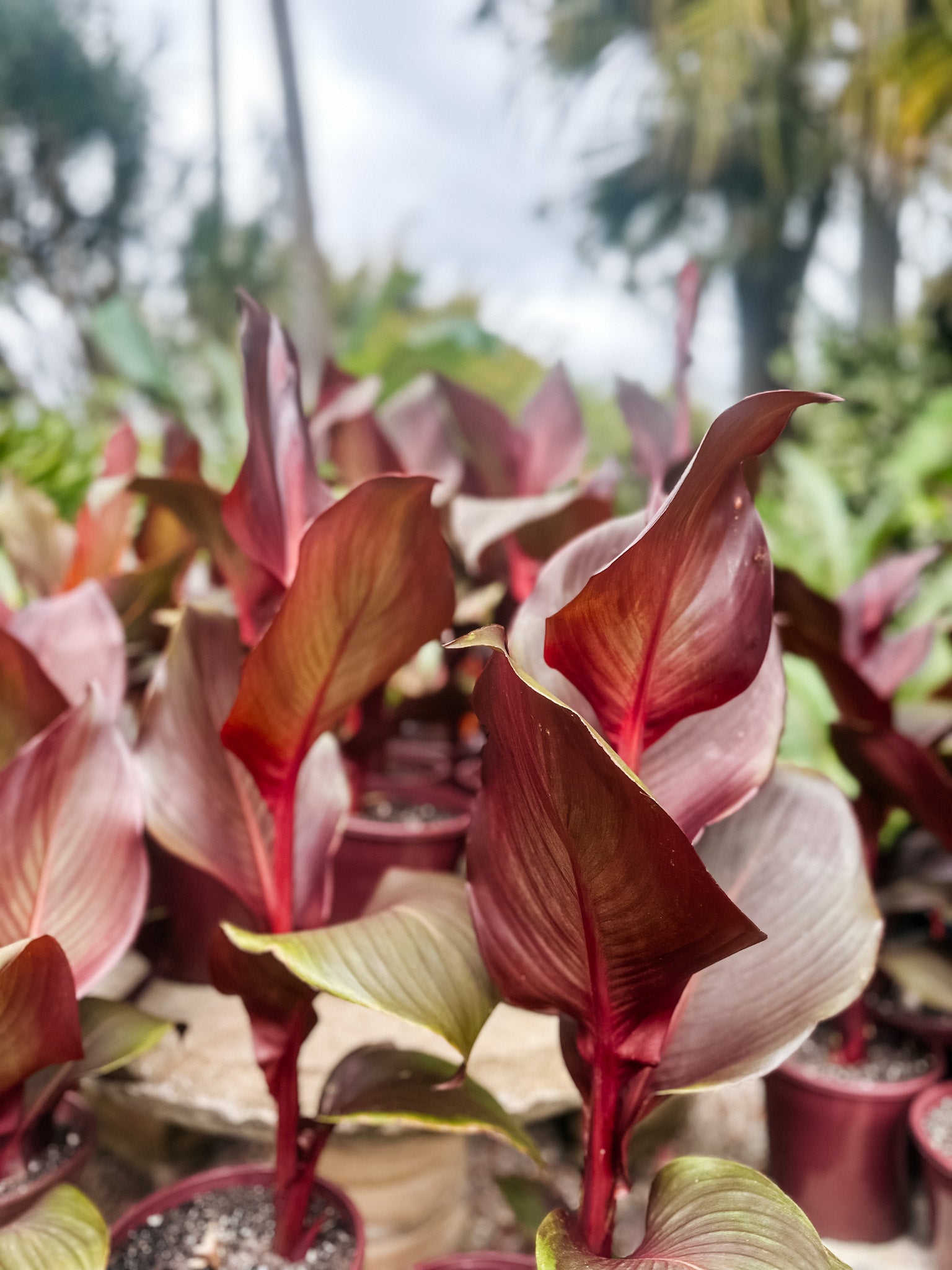 Canna Lily 'Australia'