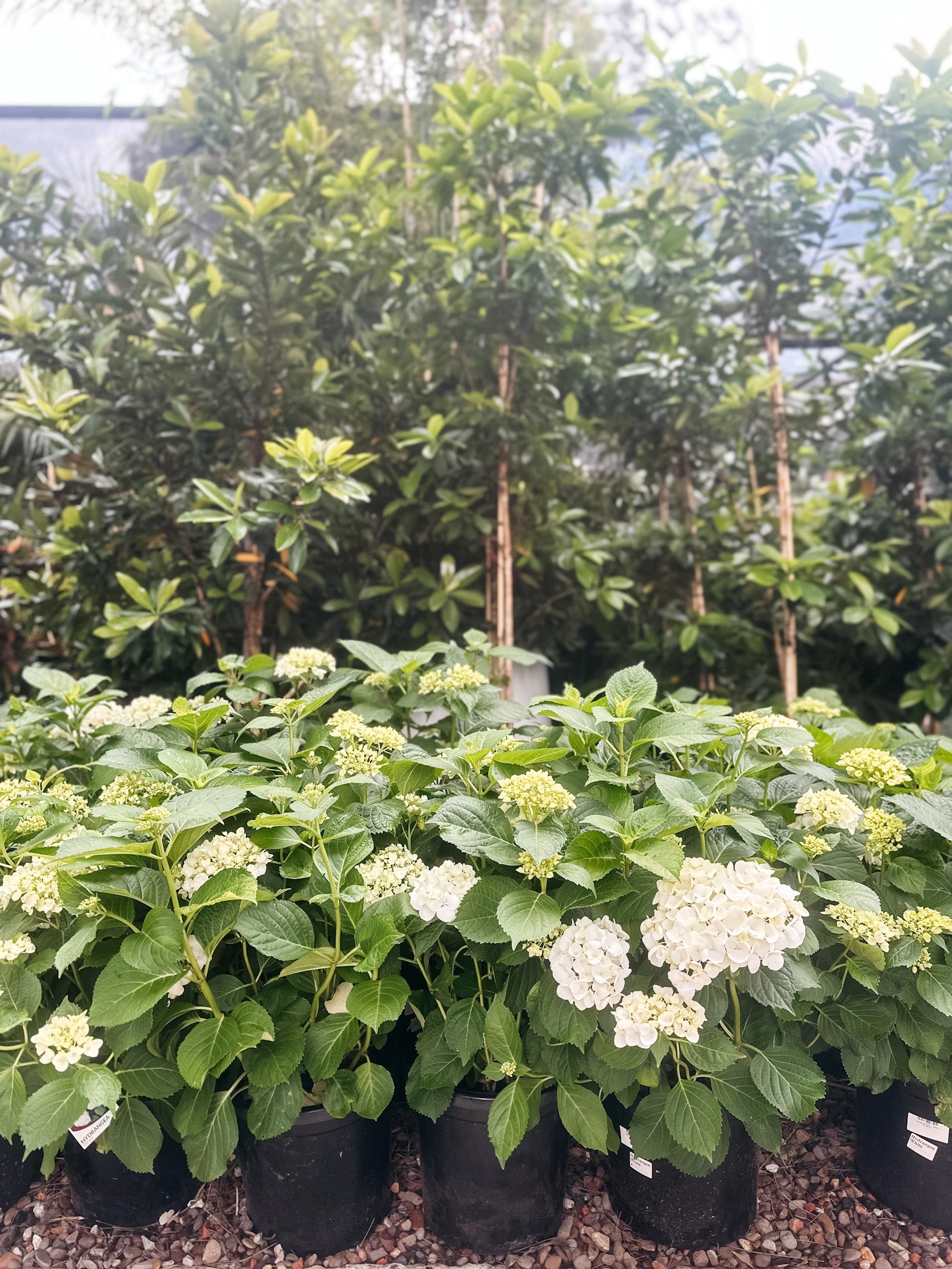 Hydrangea White