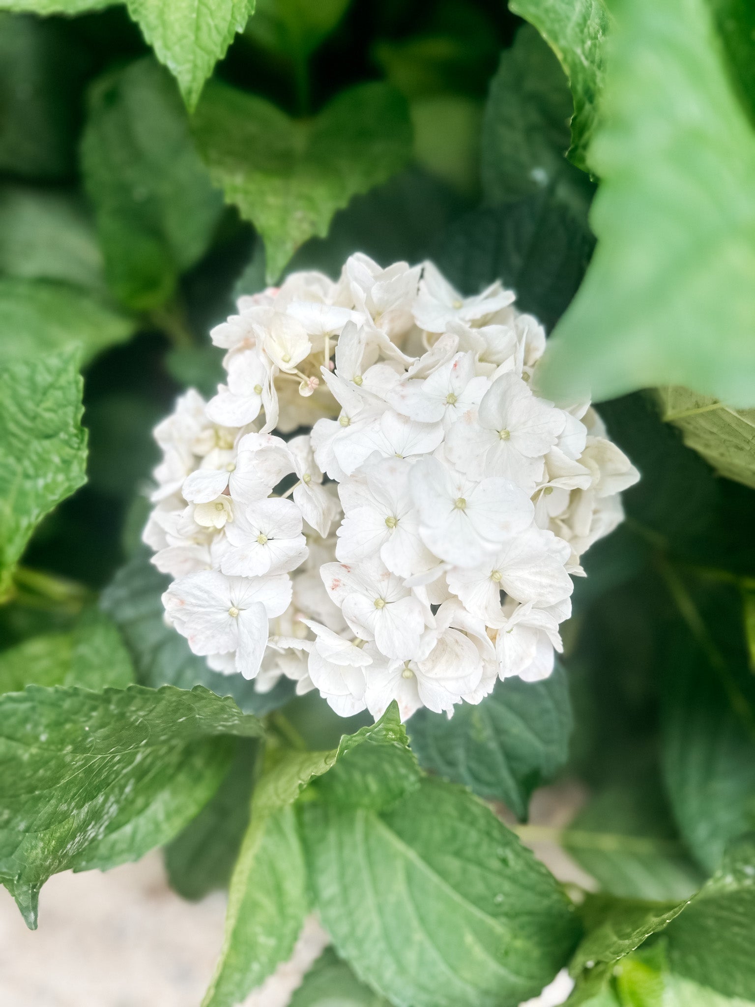 Hydrangea White