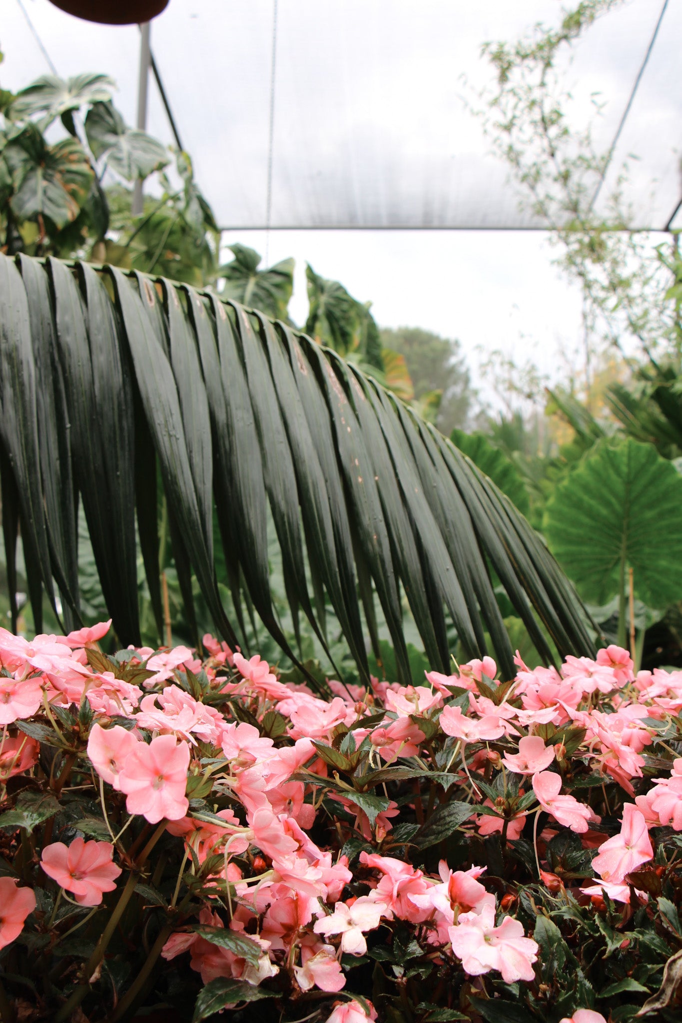 Sunpatiens