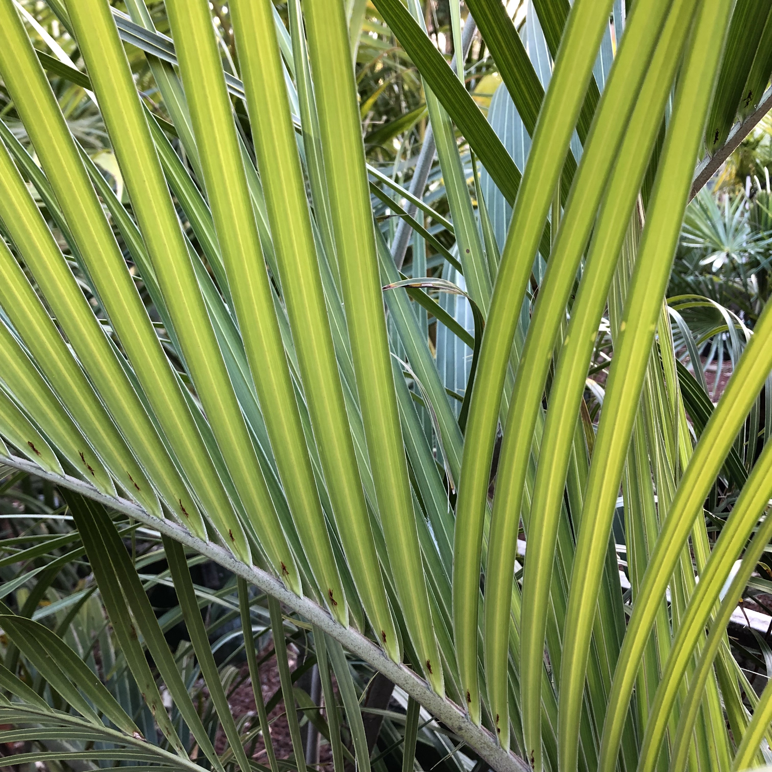 Chilean Wine Palm (Butia capitata)