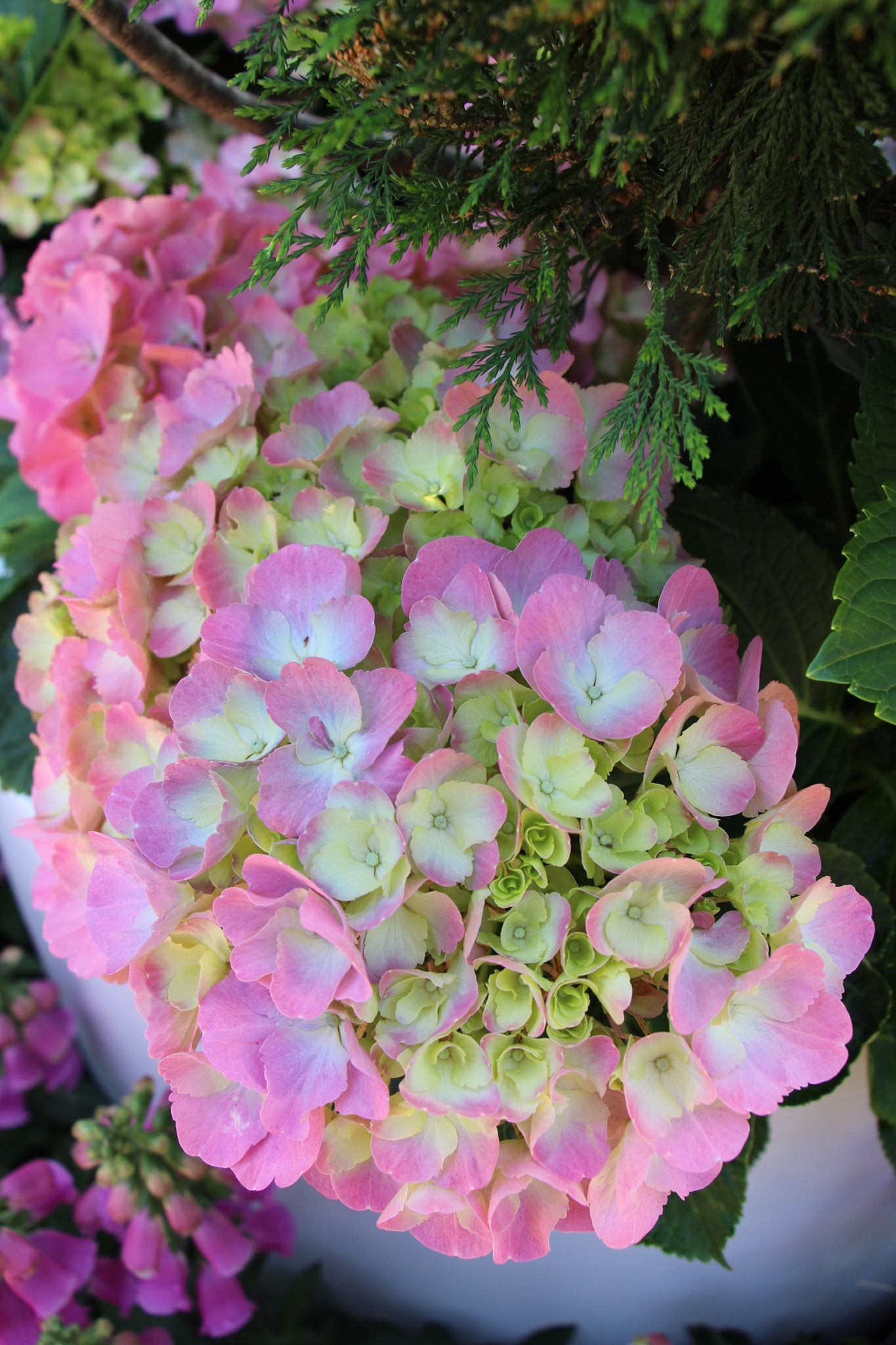 Hydrangea Calypso