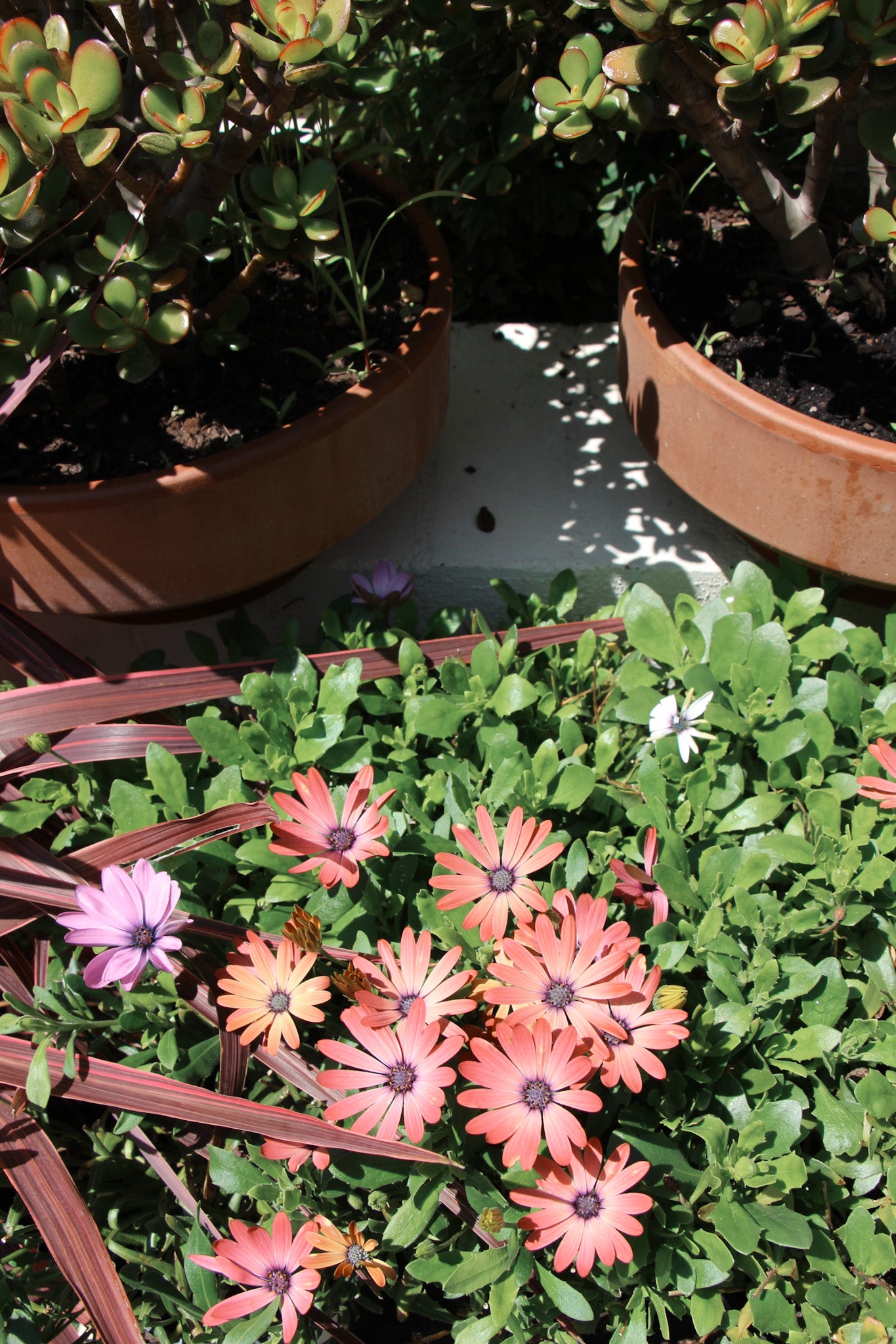 Osteospermum (African Daisy)