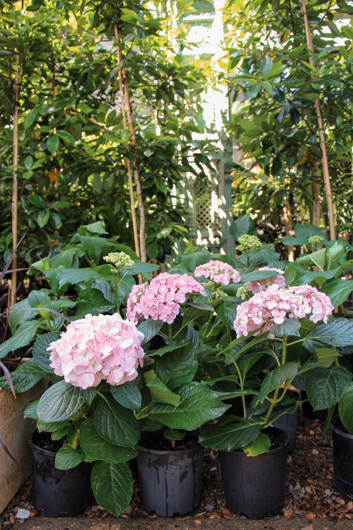 Hydrangea Pink