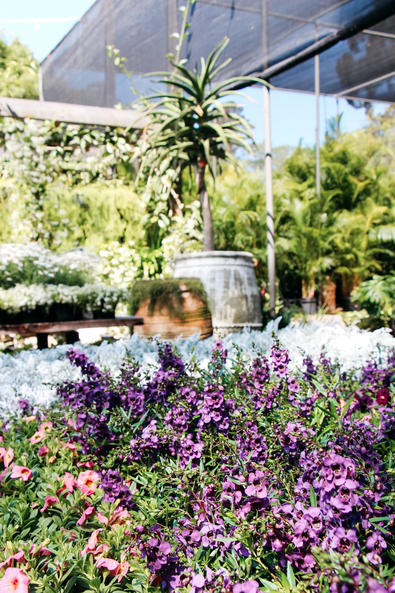 Angelonia Dark Purple