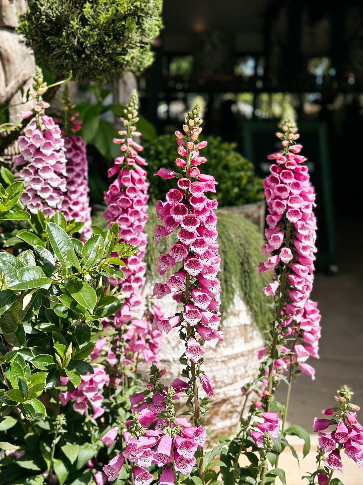 Digitalis Foxglove