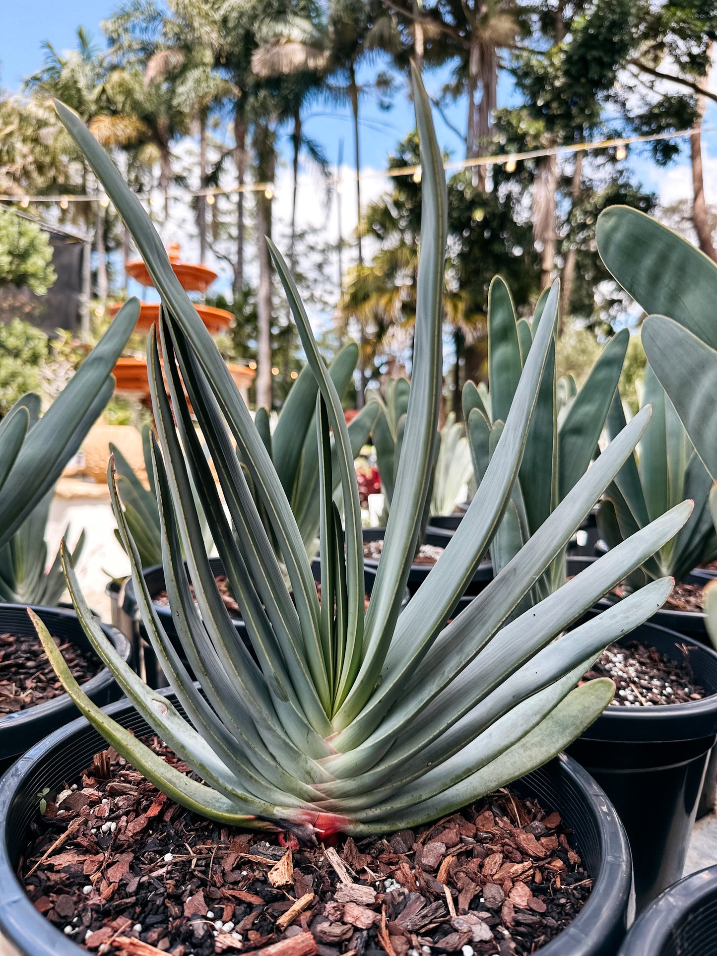 Fan Aloe ( Aloe plicatilis )