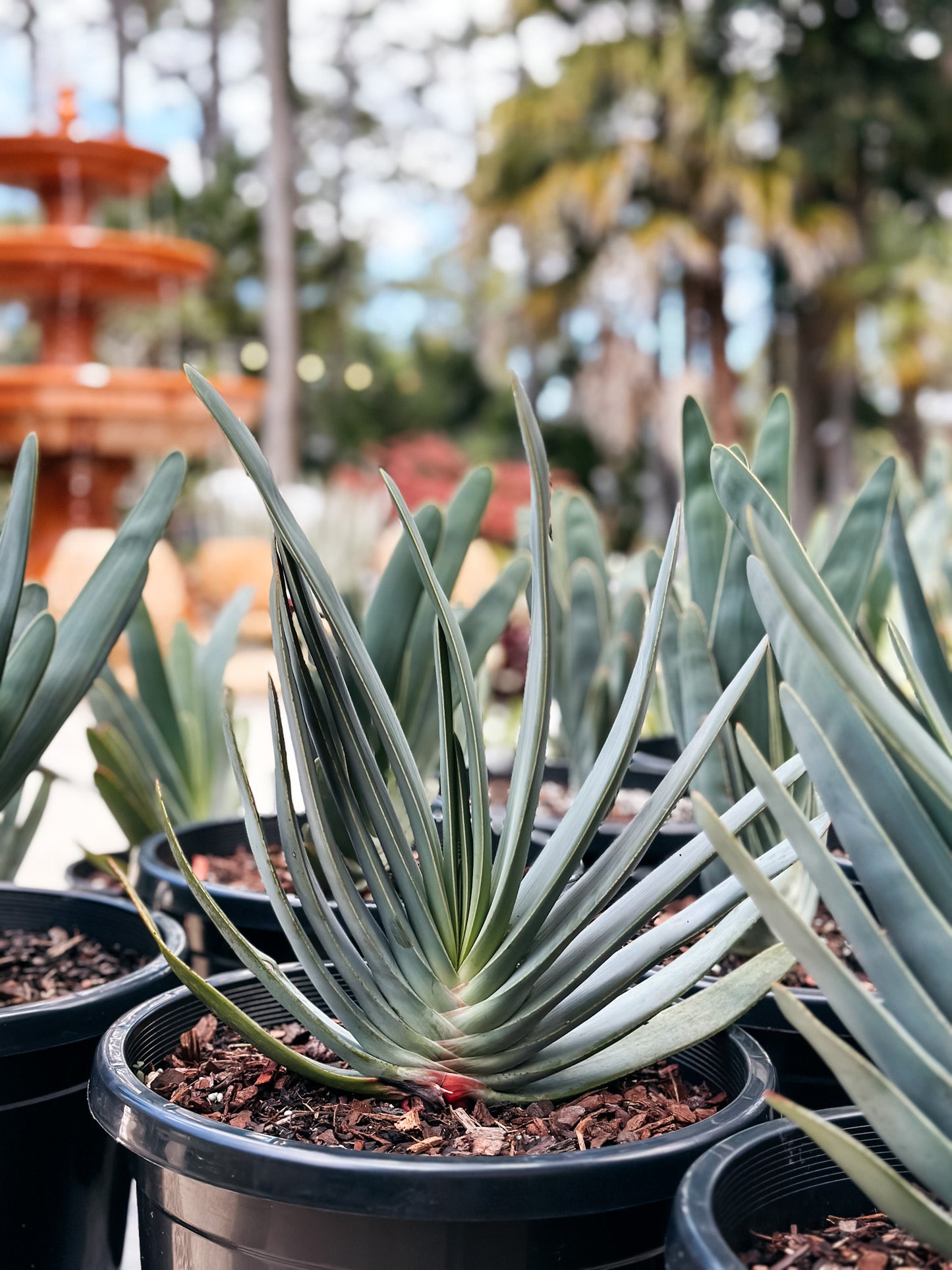 Fan Aloe ( Aloe plicatilis )