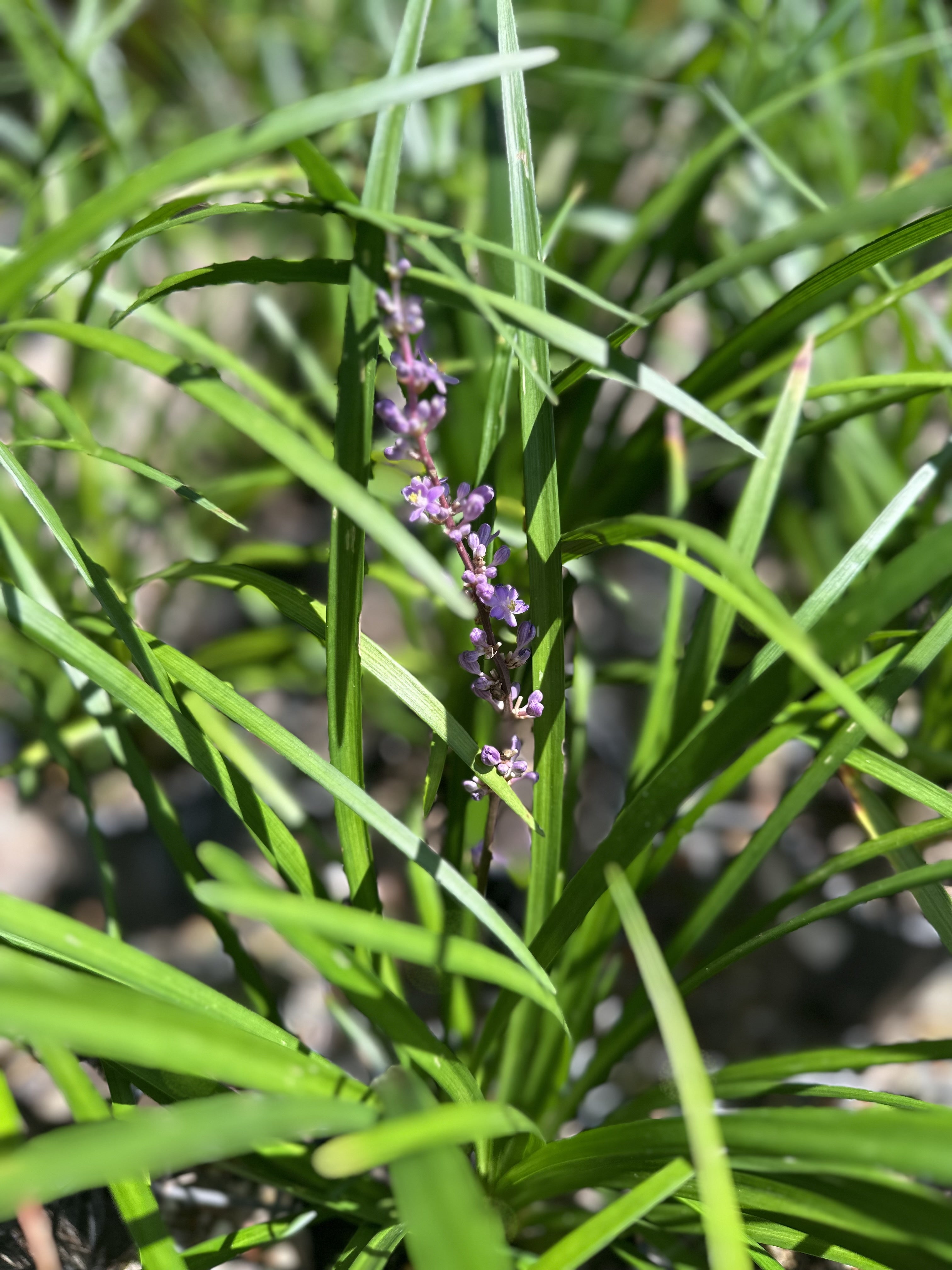 Liriope Evergreen Giant (Liriope muscari)