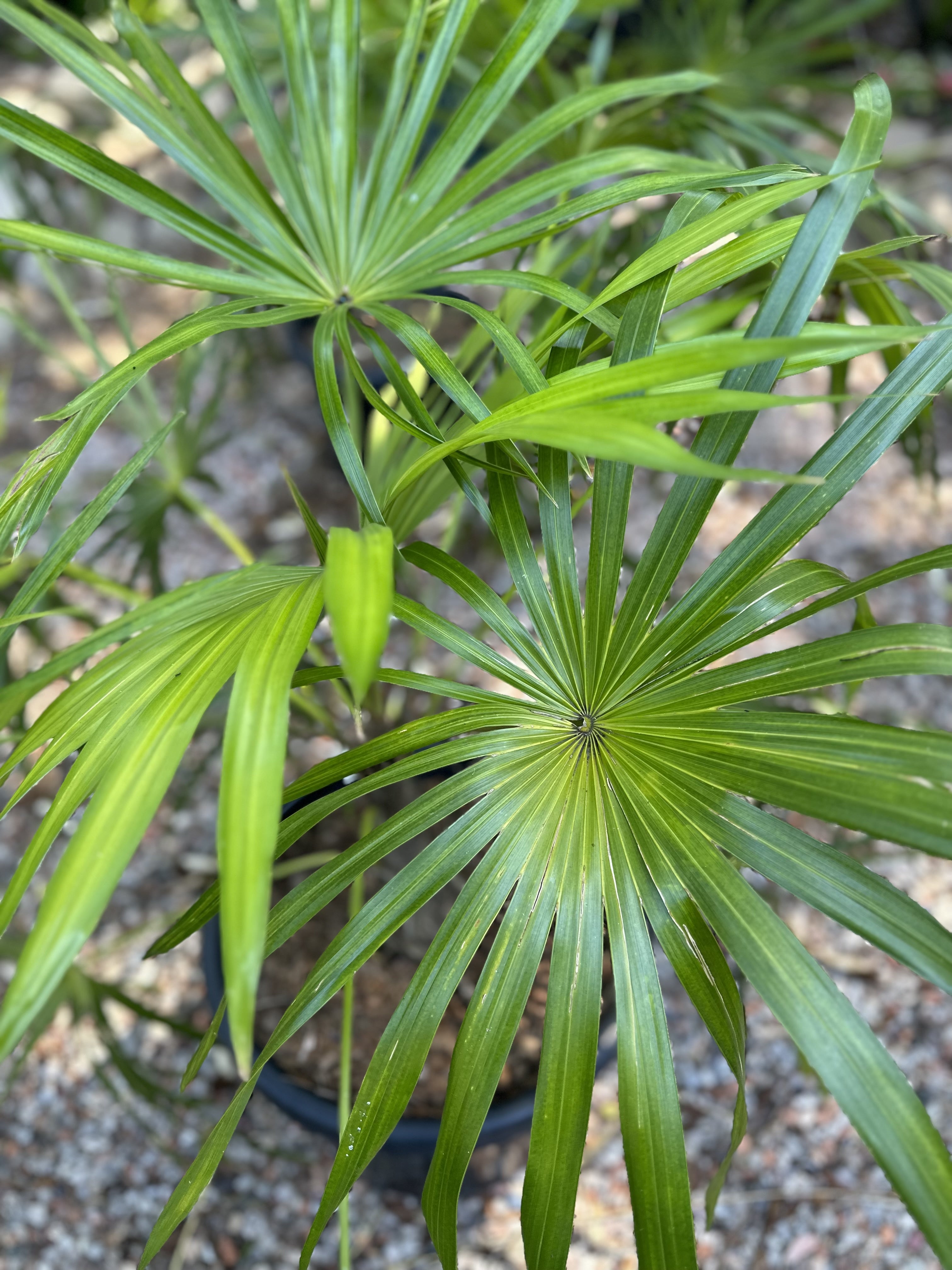 Schippia concolor (Dwarf Sun Palm)