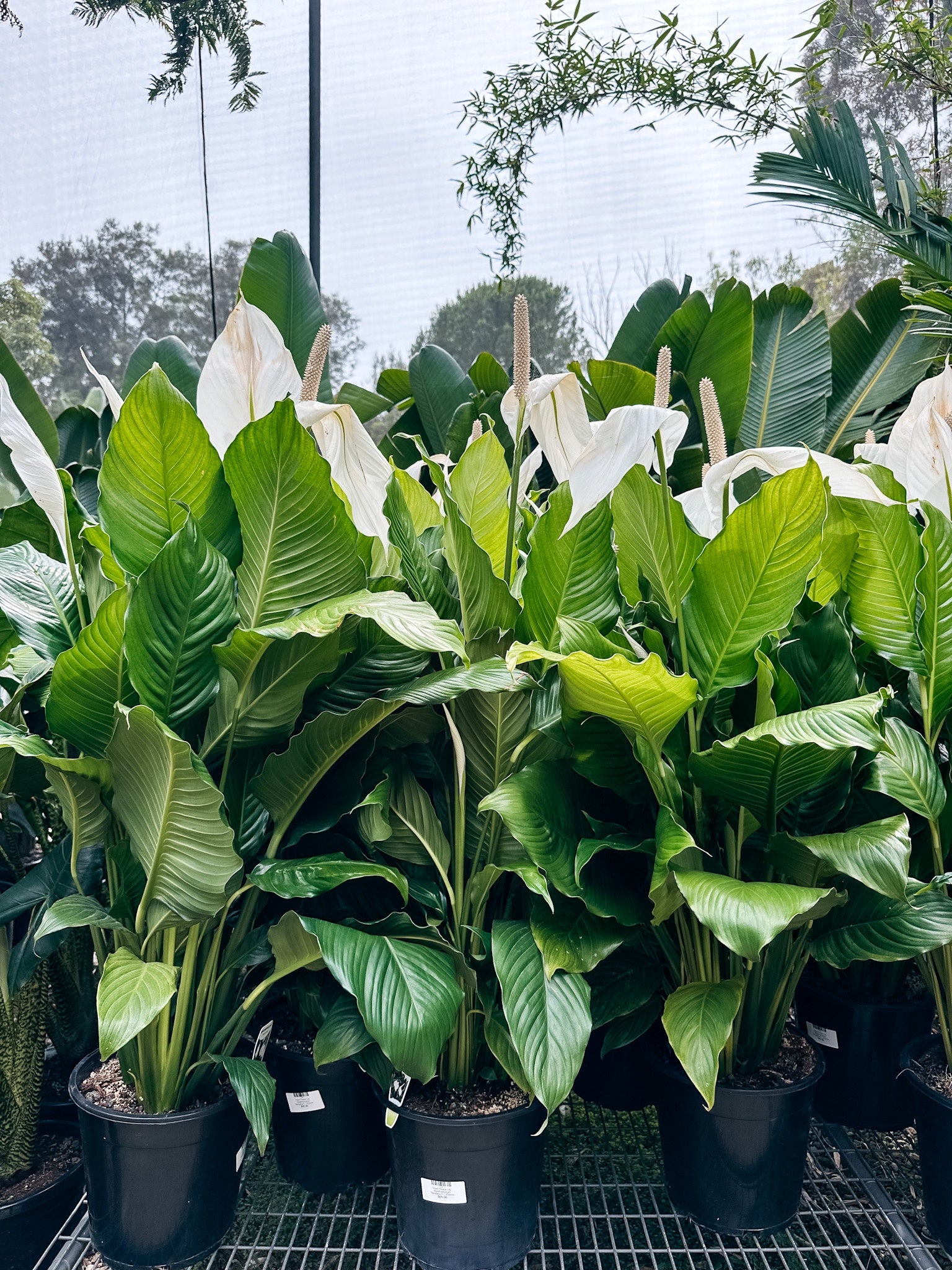 Giant Peace Lily (Spathiphyllum 'Sensation')